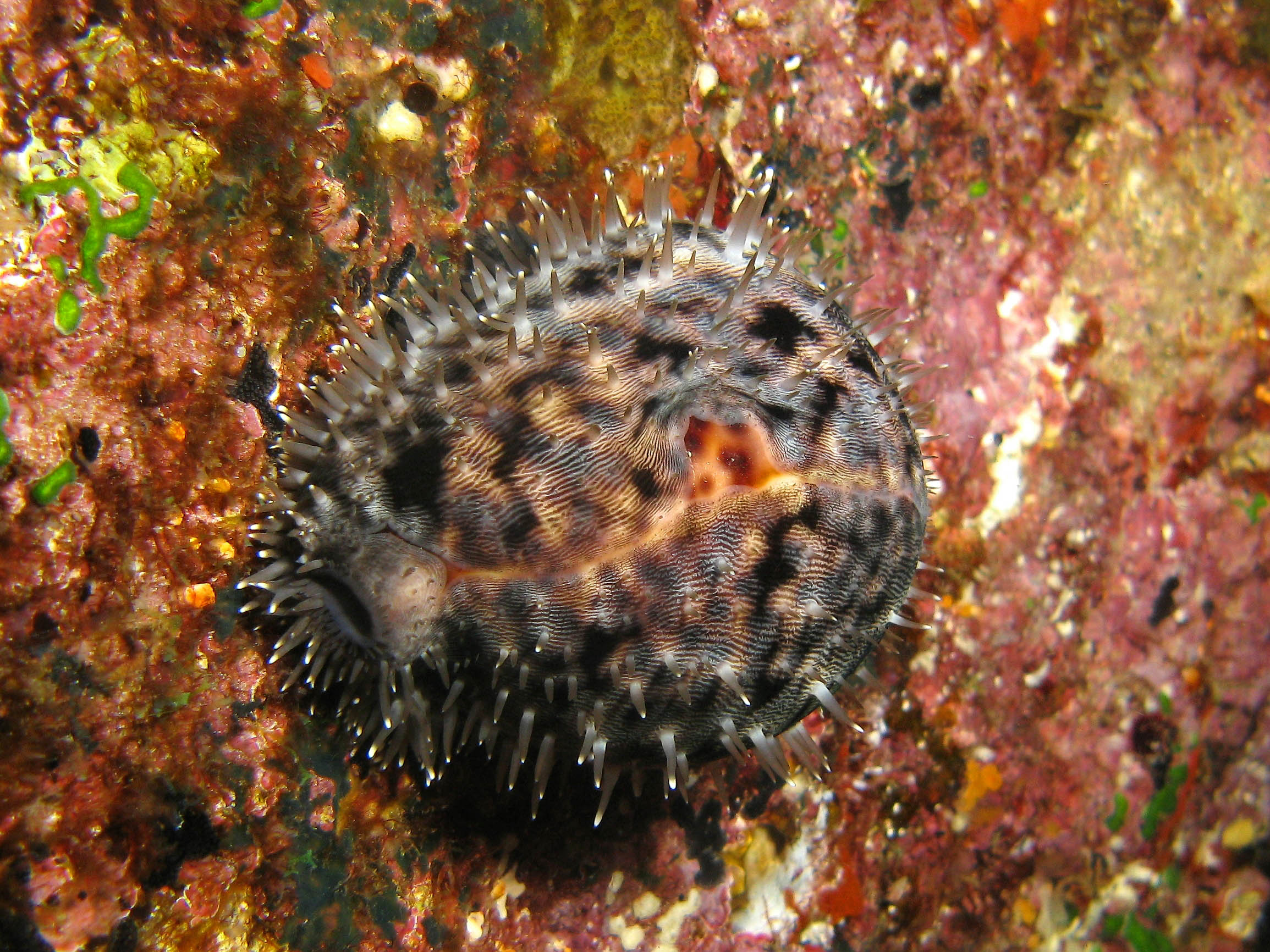 Tiger Cowry (Cypraea tigris) Tiger Cowry (Cypraea tigris)