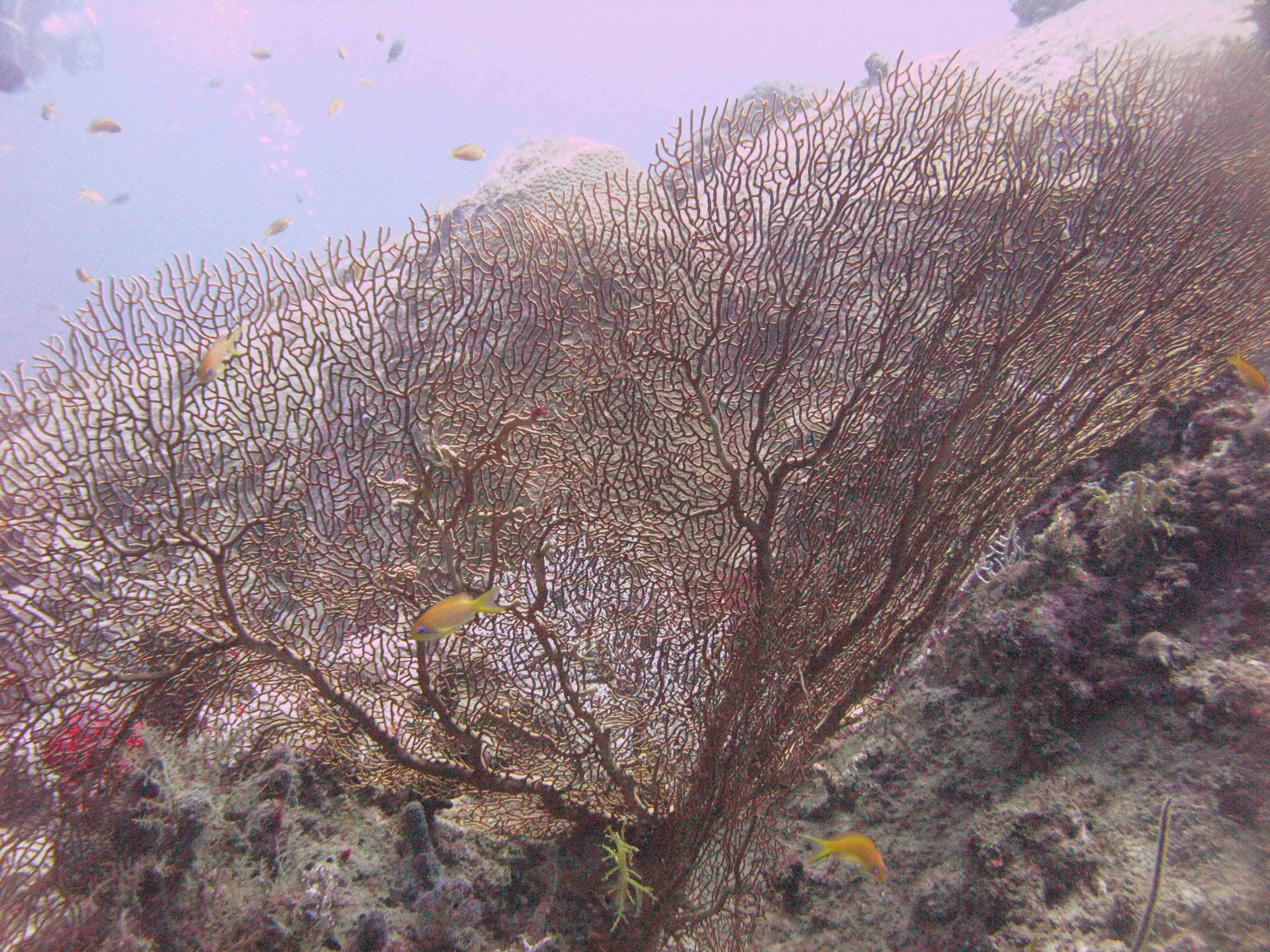 Gorgonian (giant sea fan)