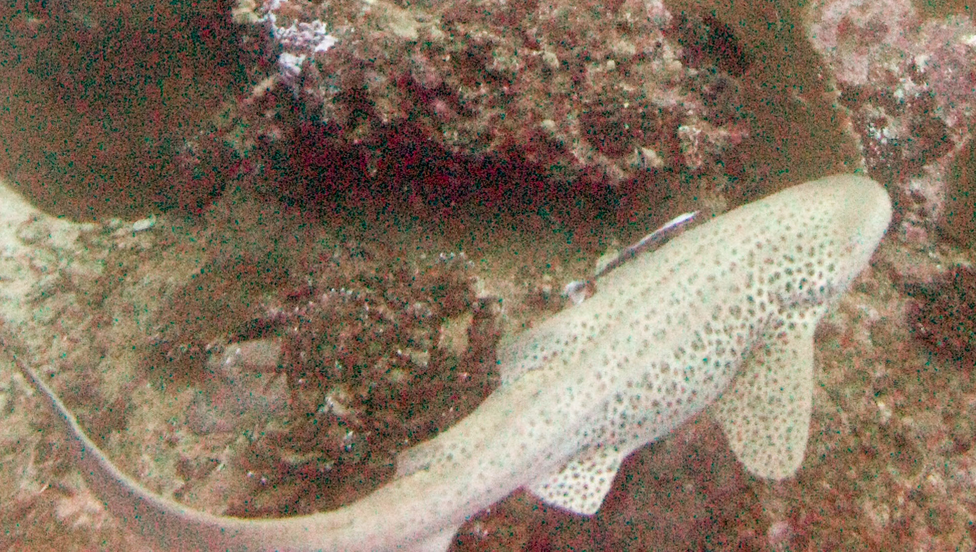 Leopard shark
