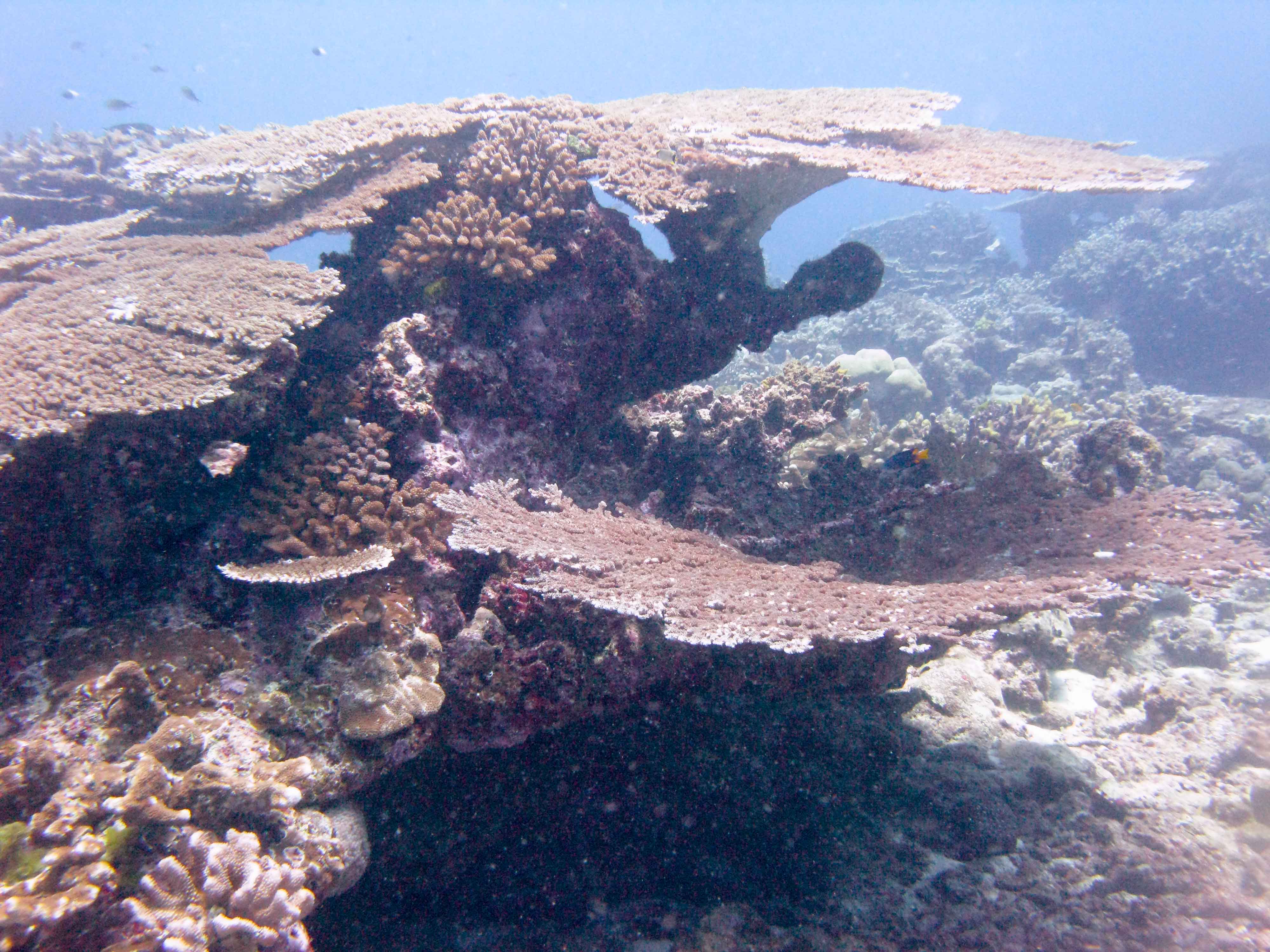 Flat coral swim-throughs