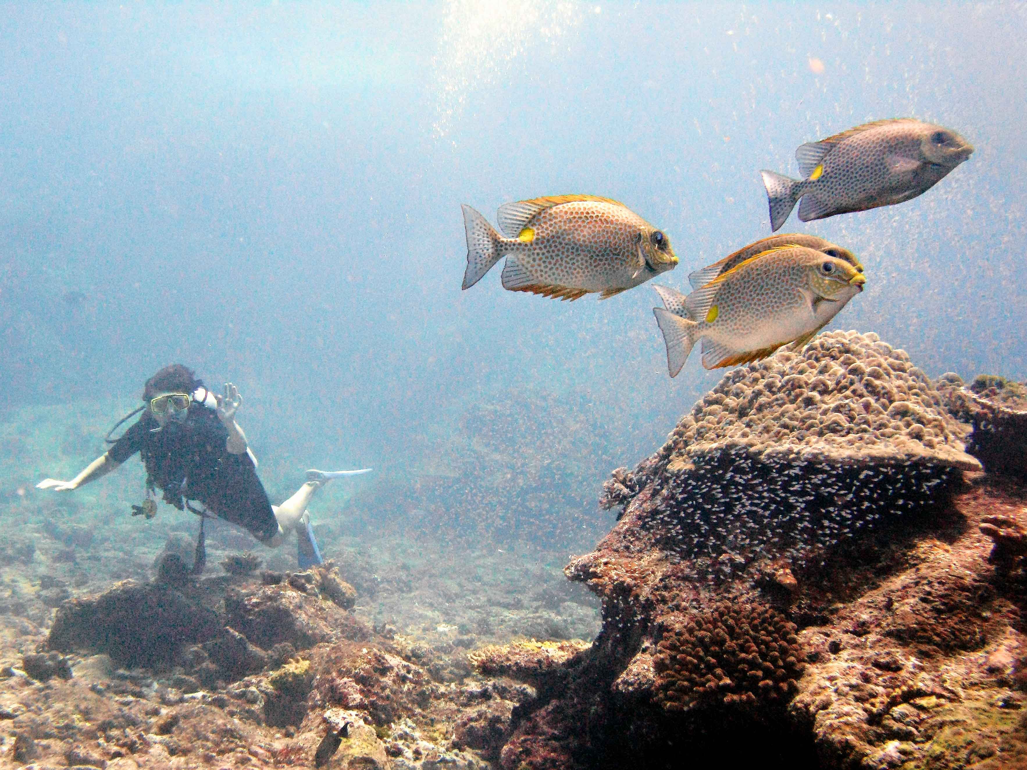 Irina & Golden Rabbitfish (Siganus guttatus)