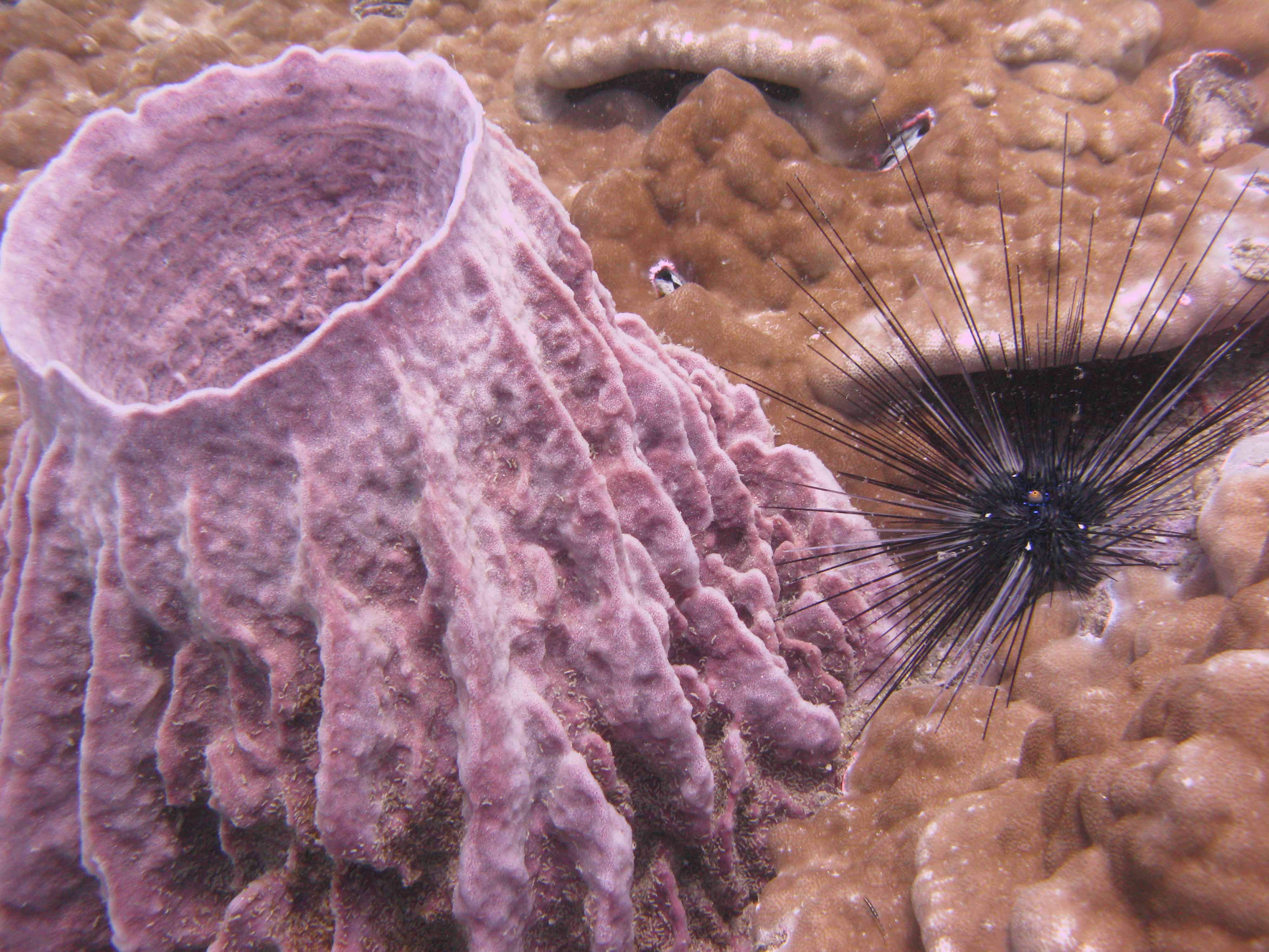 Vase sponge & urchin