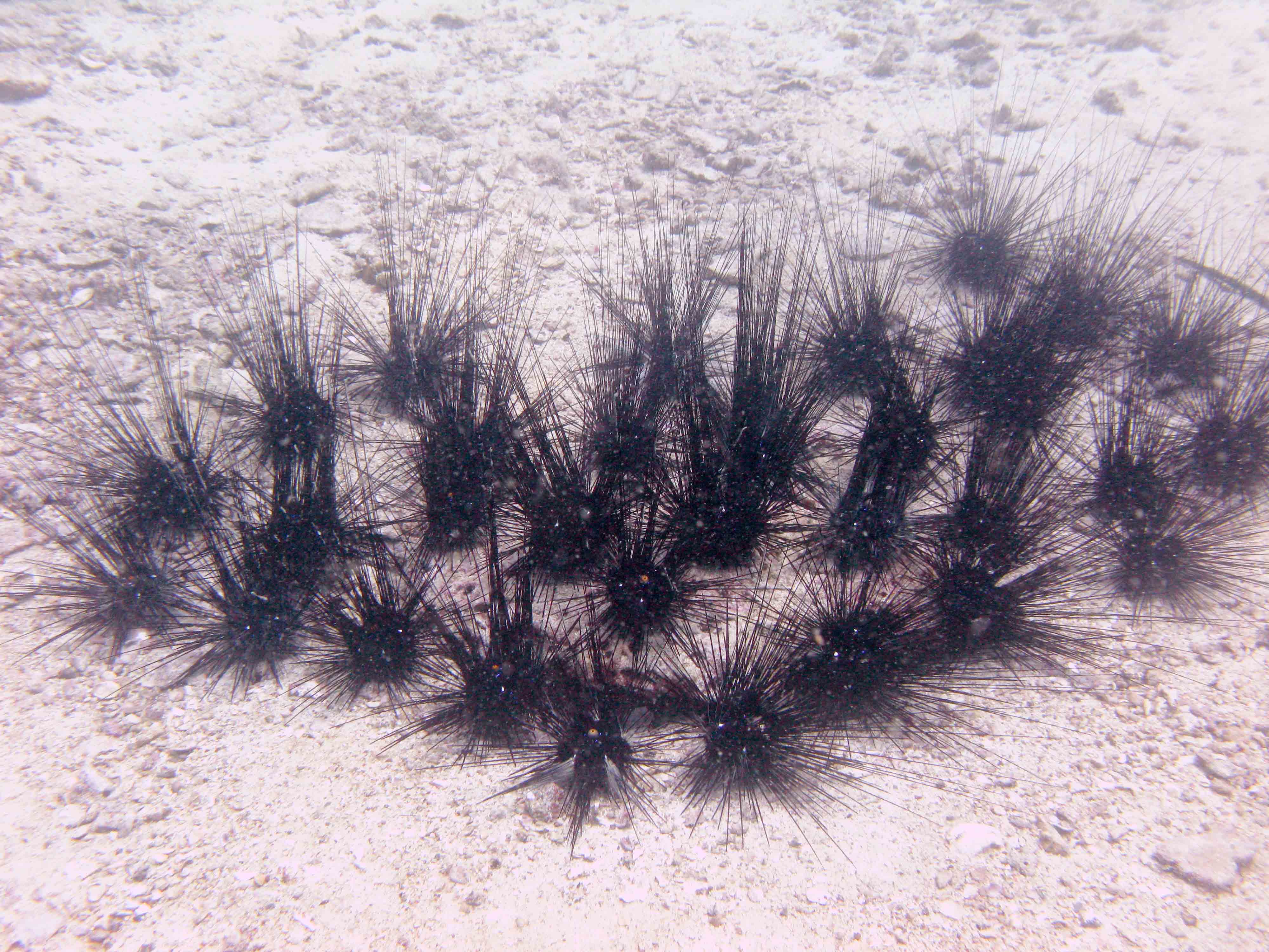 Colony of longspine urchins