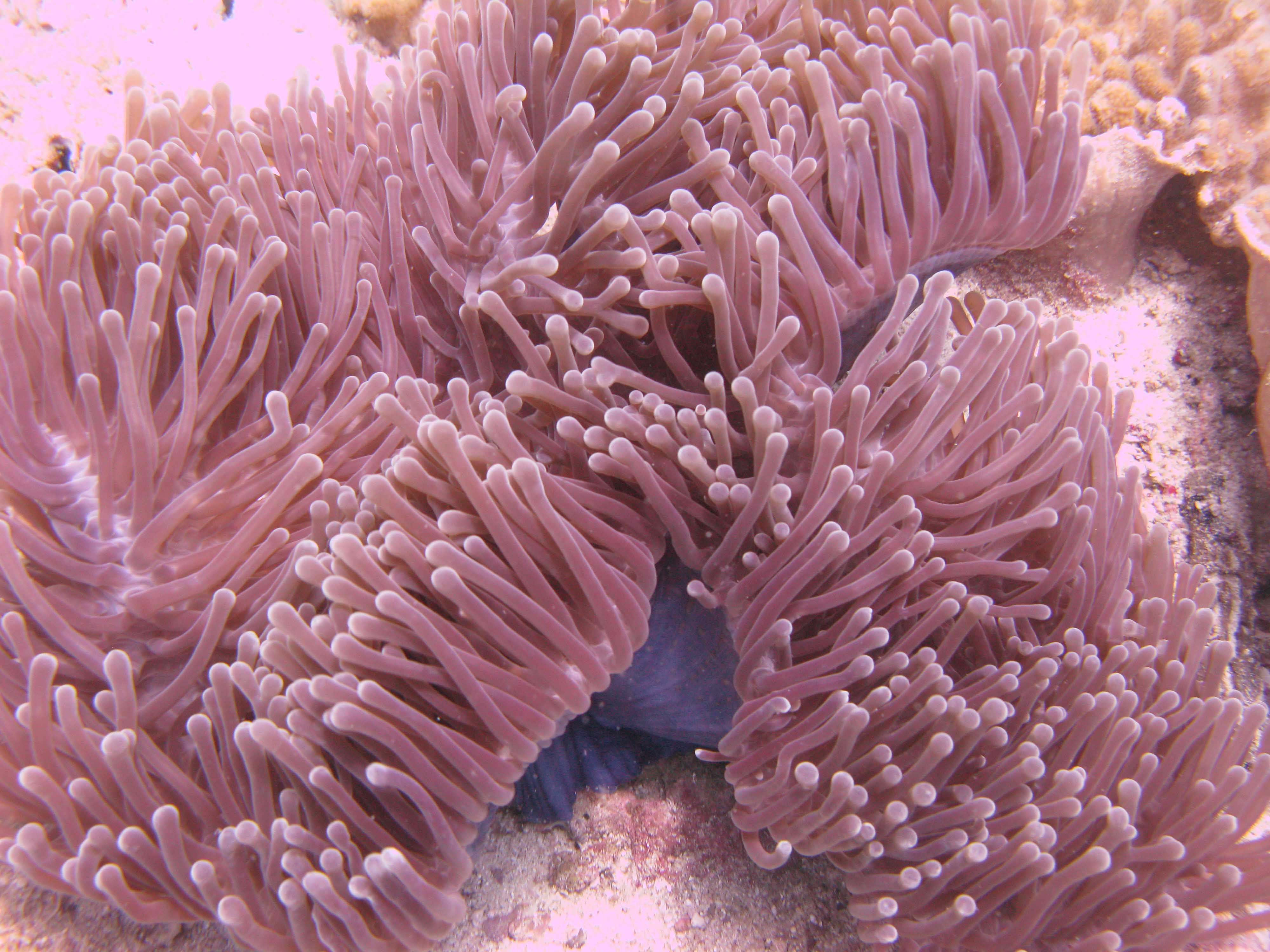 Anemone