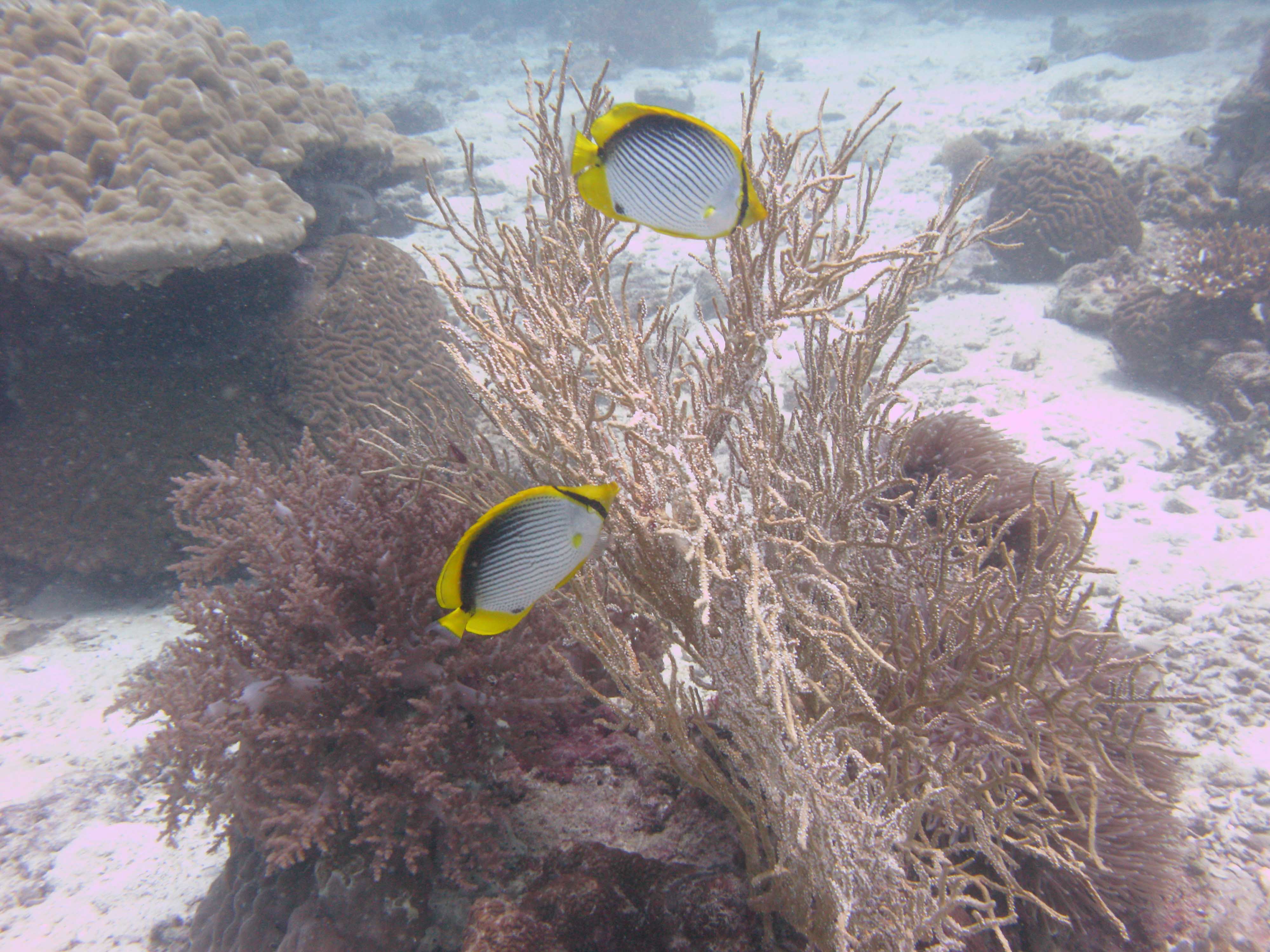 Black-Backed Butterflyfish