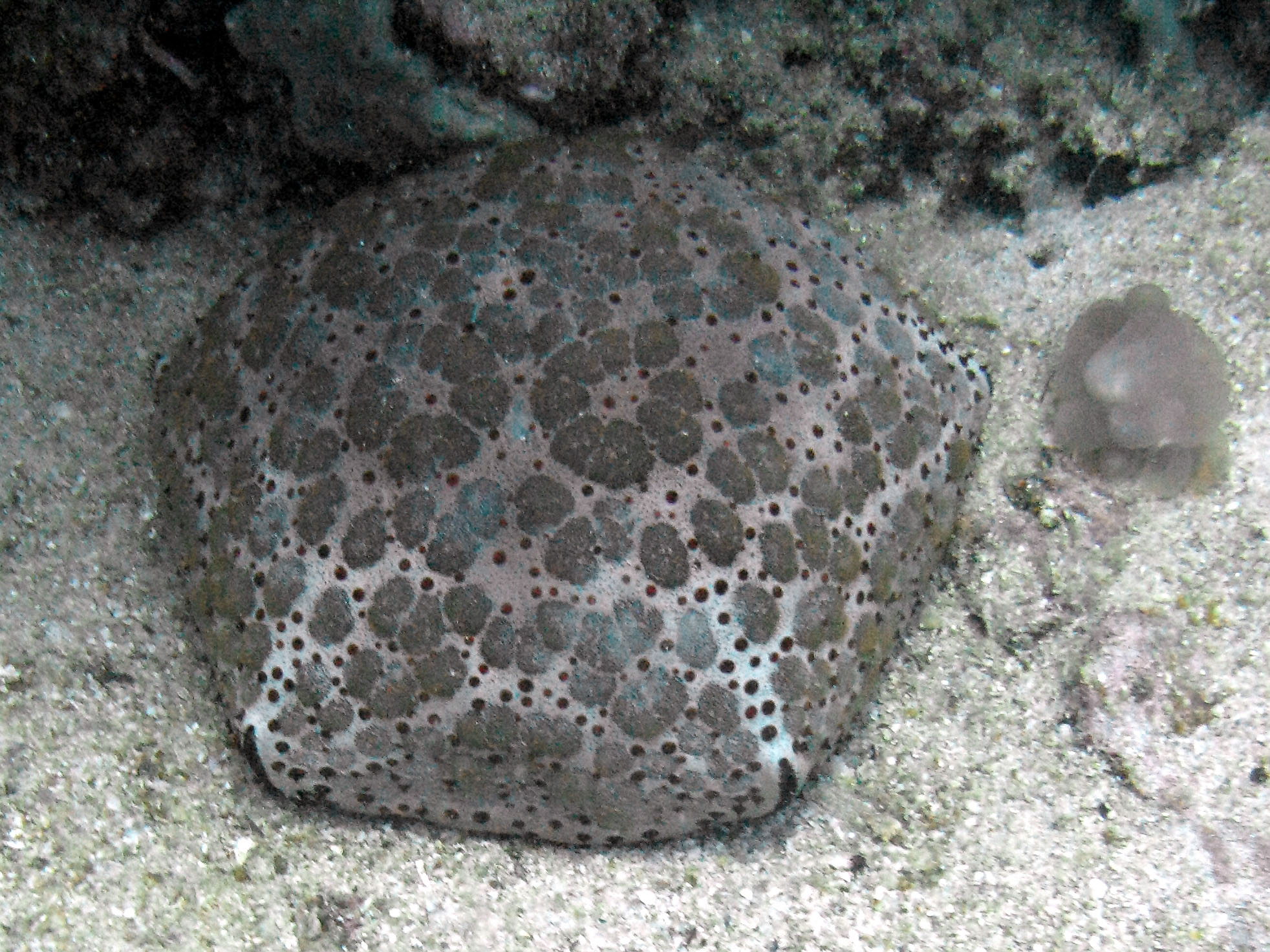 Pin Cushion Sea Star (Culcita novaeguineae)