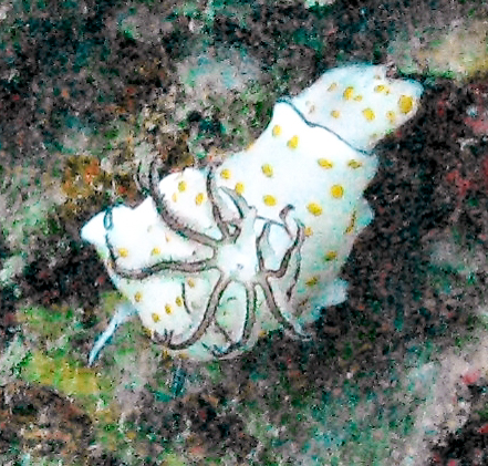 Ringed Nudibranch (chromodoris annulata)