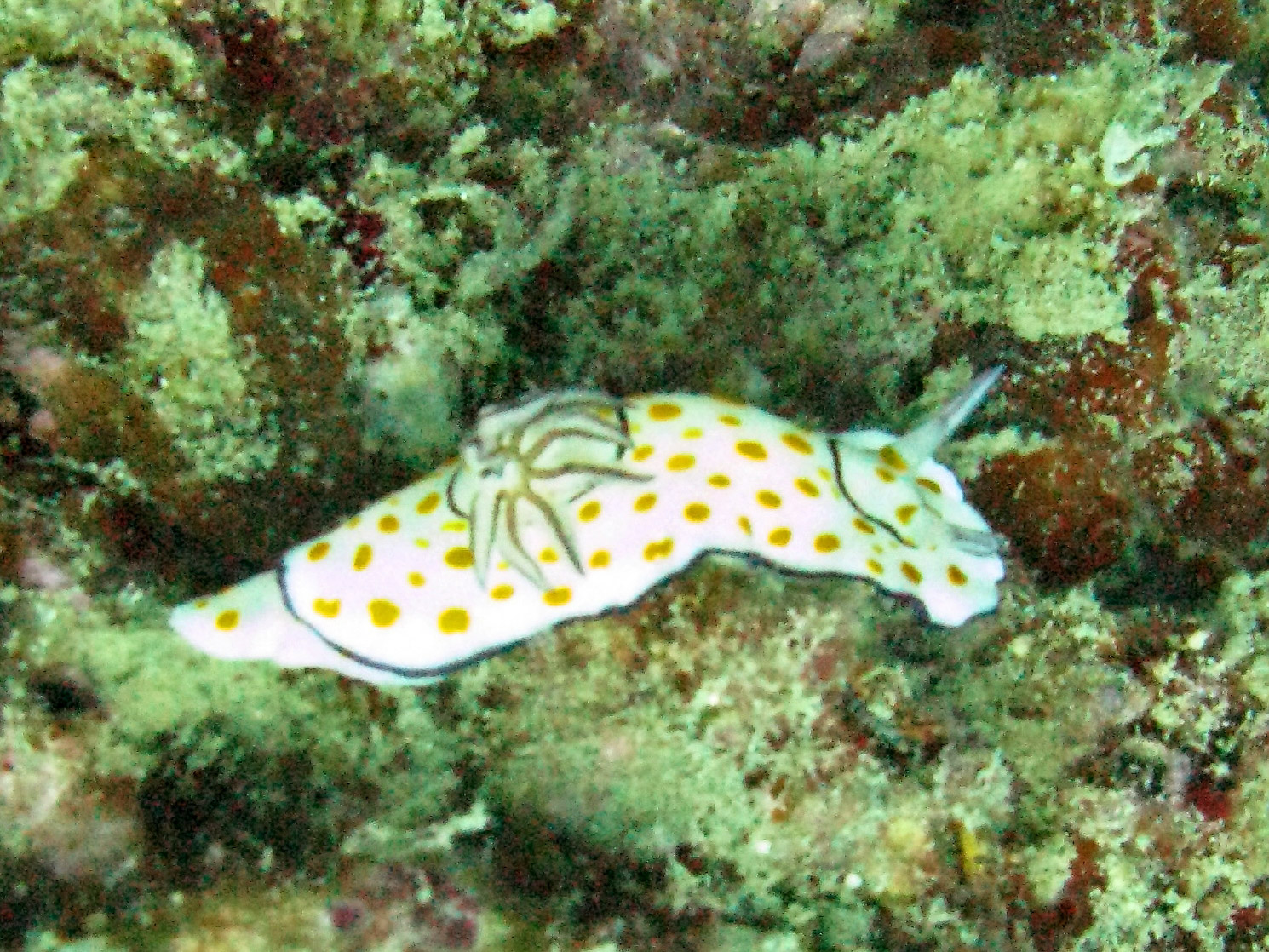 Ringed Nudibranch (chromodoris annulata)