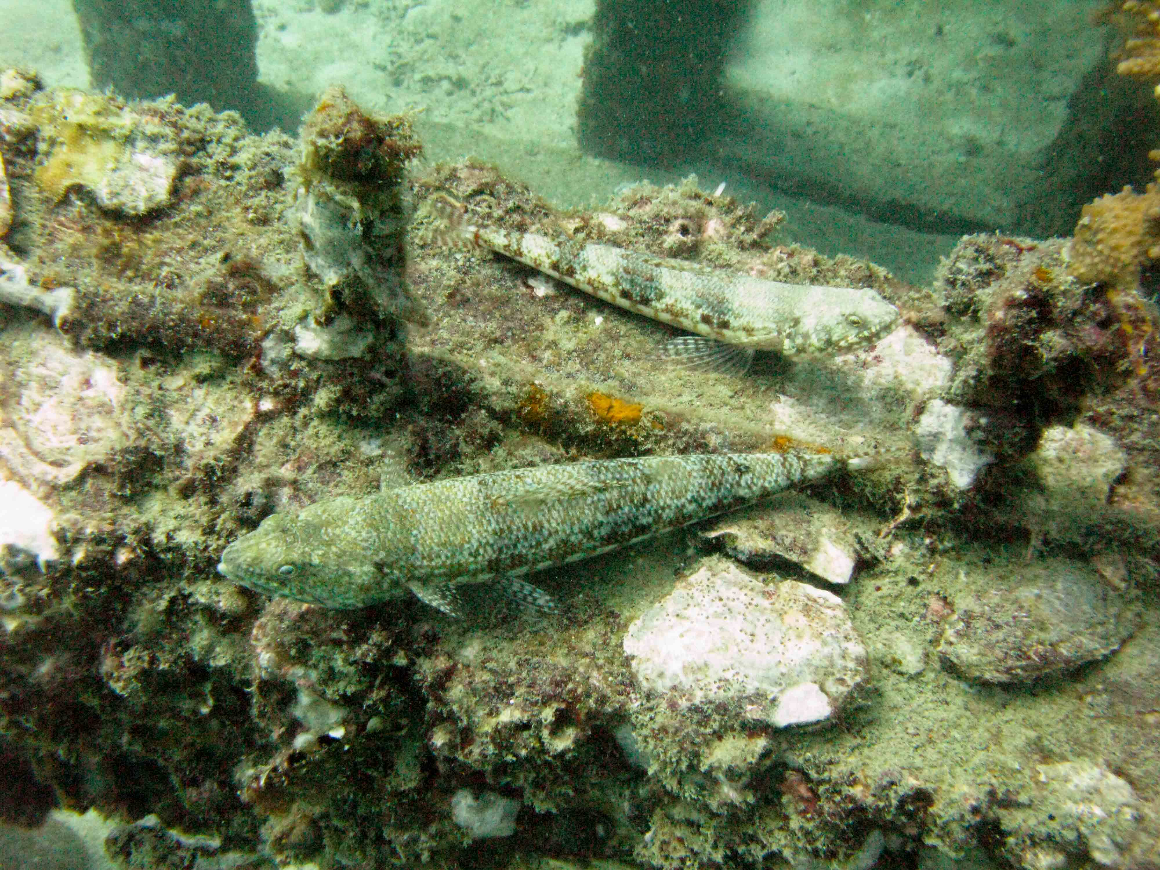 Lizardfish