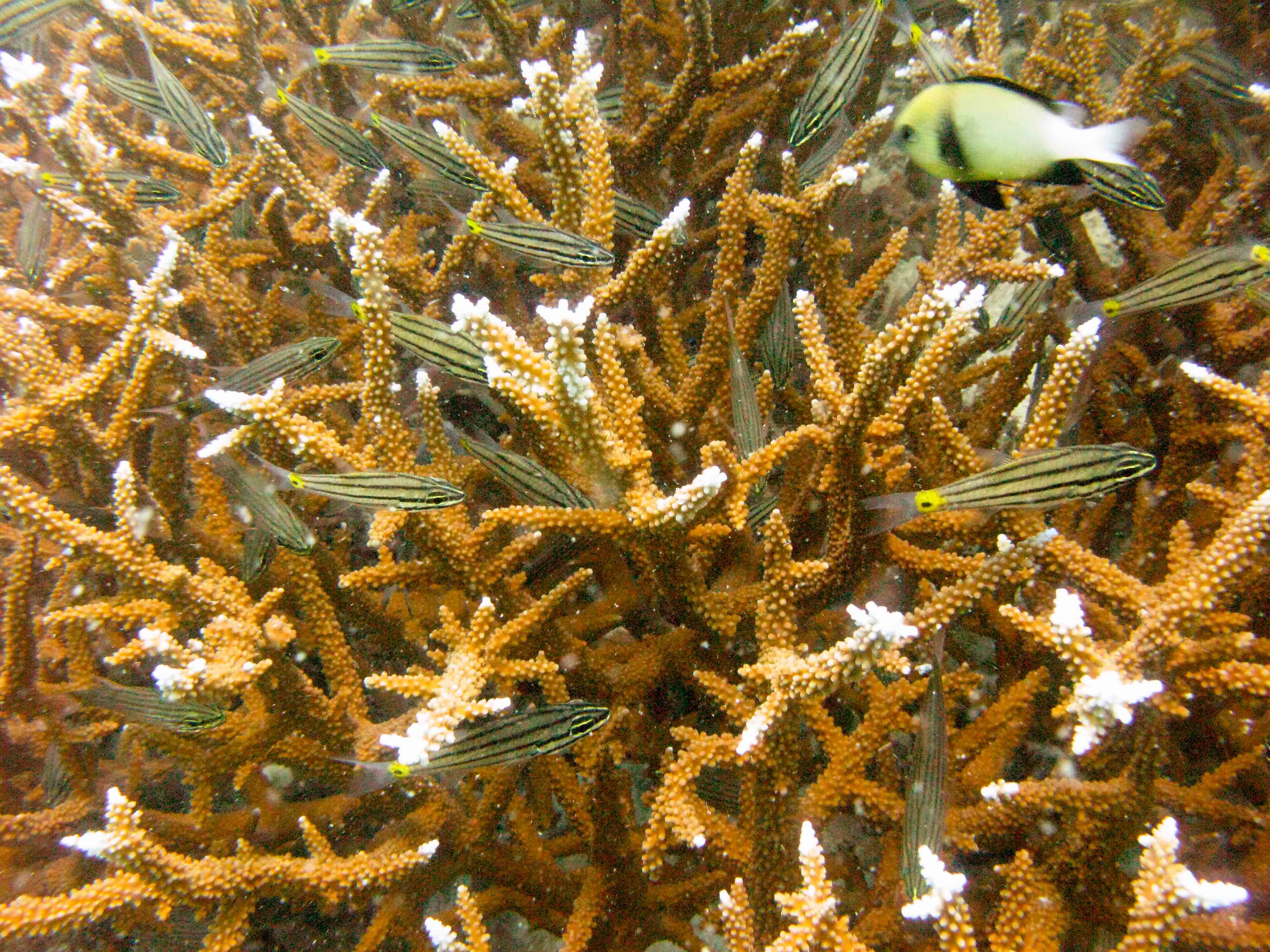 Fiveline Cardinalfish (Cheilodipterus quinquelineatus) among staghorn coral