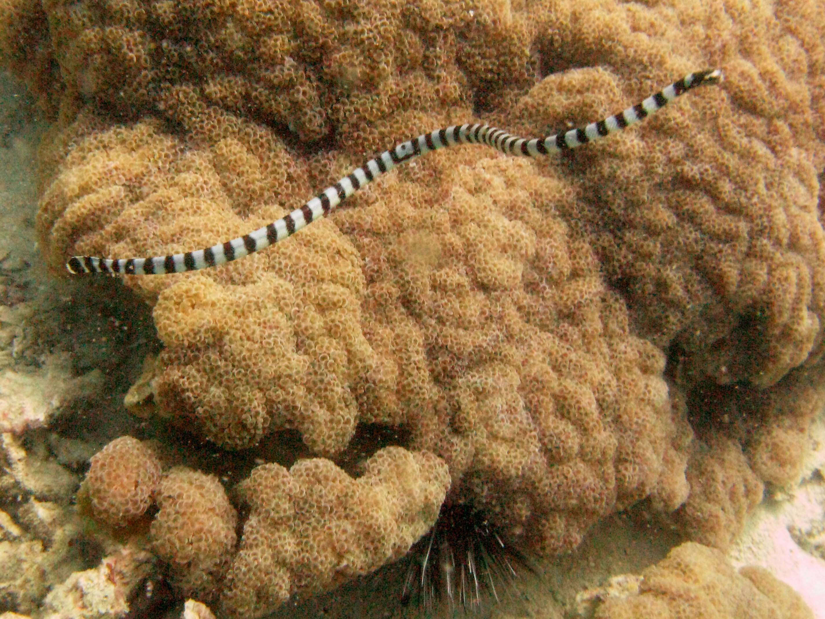 Banded Sea Krait