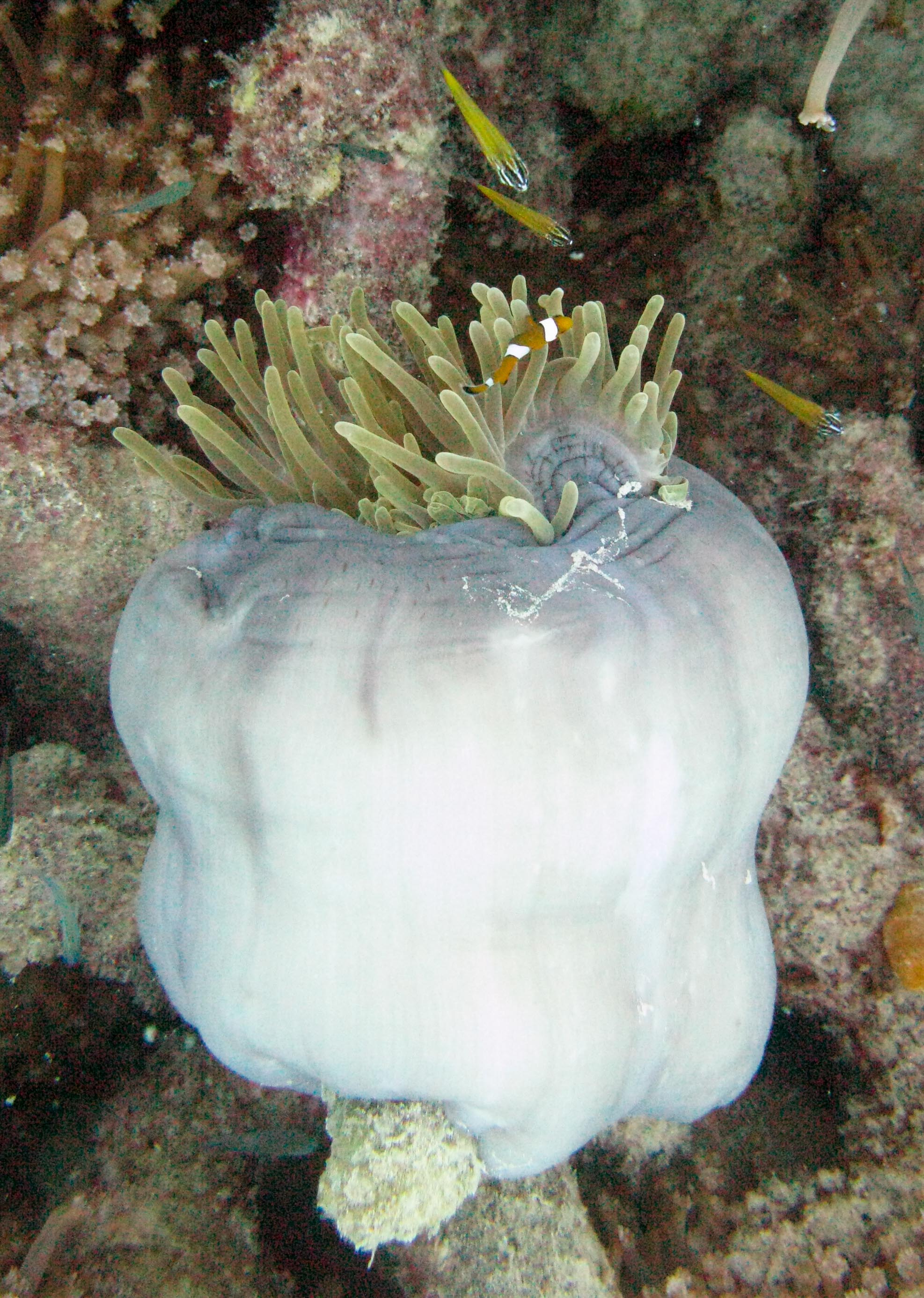 Magnificent Sea Anemone with Clark's Anemonefish (nemo)