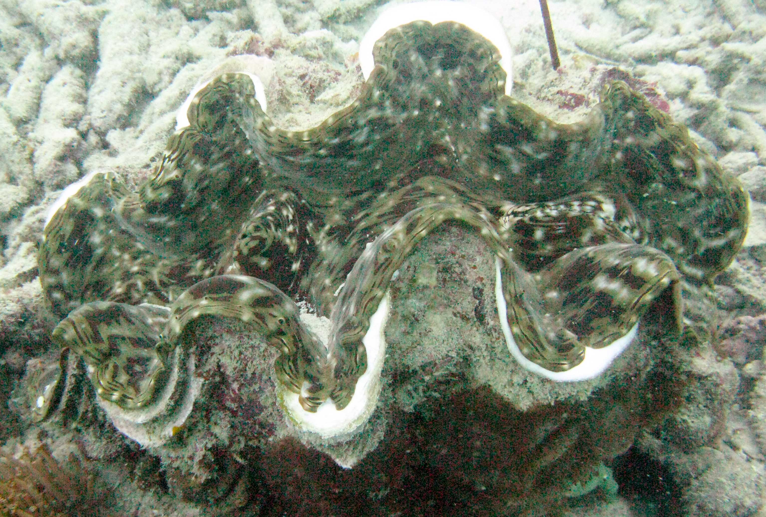Giant clam