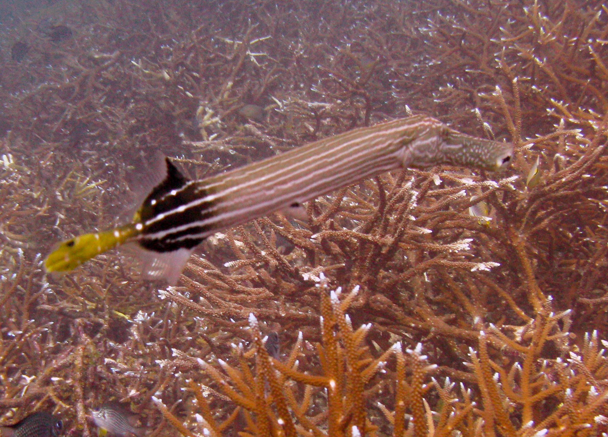 Trumpetfish