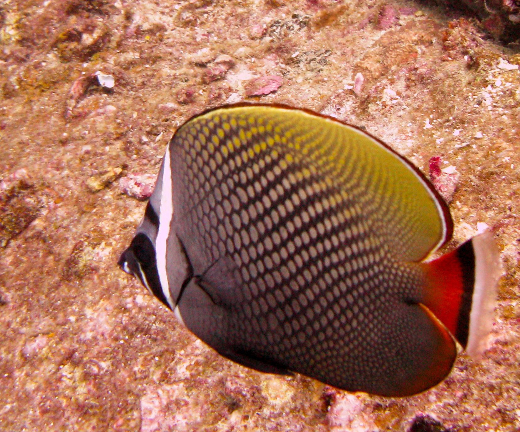 Redtail Butterflyfish (Chaetodon Collare)