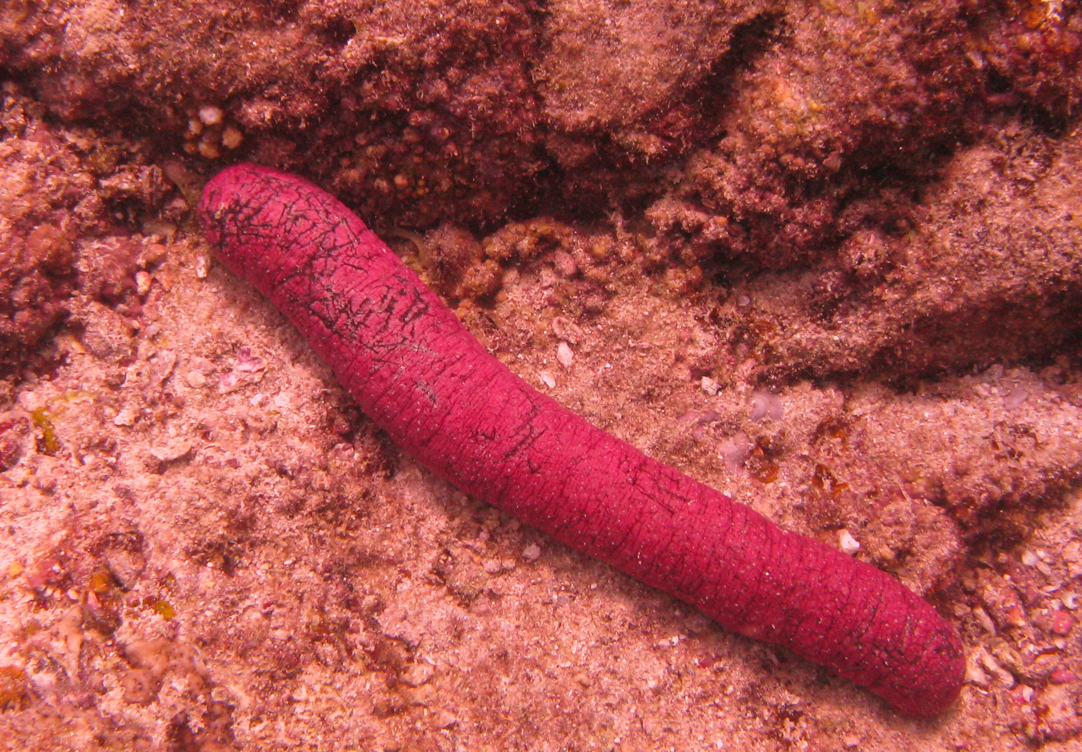 Sea Cucumber