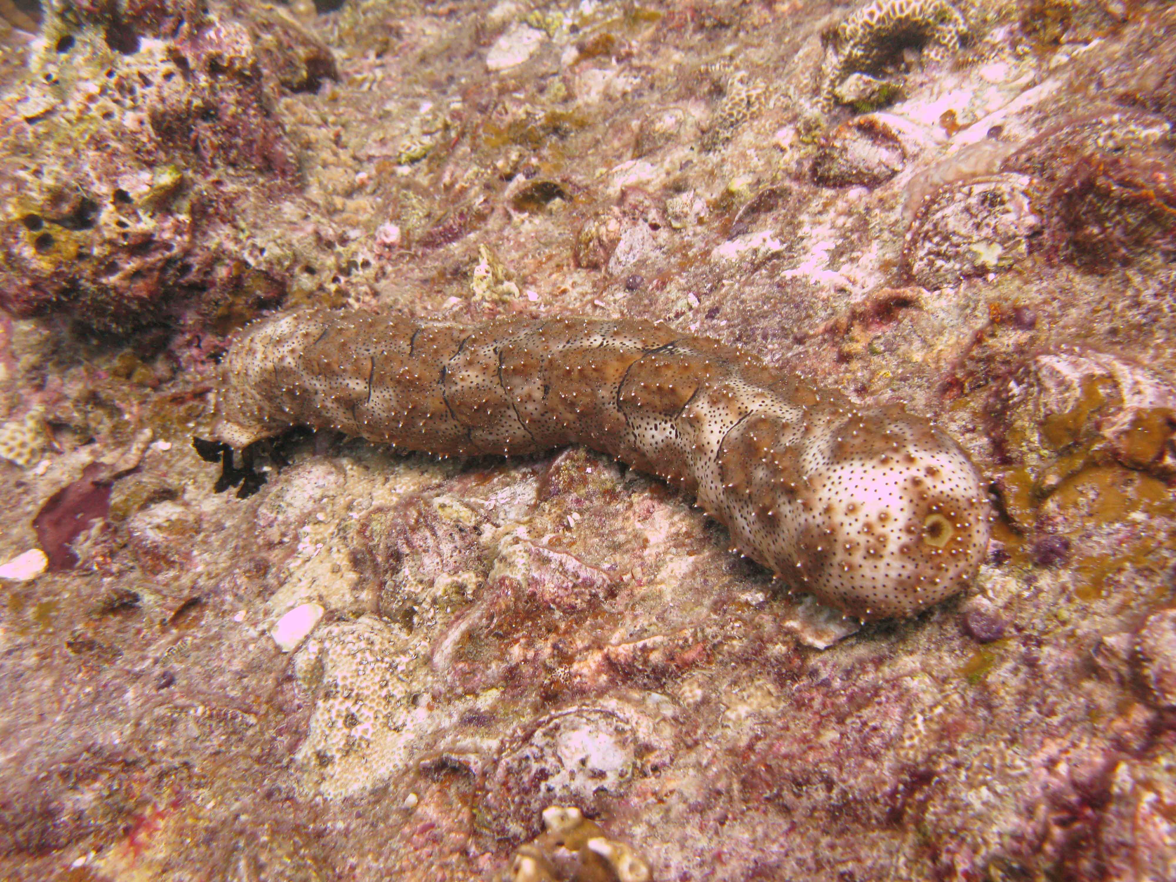 Giant Sea Cucumber