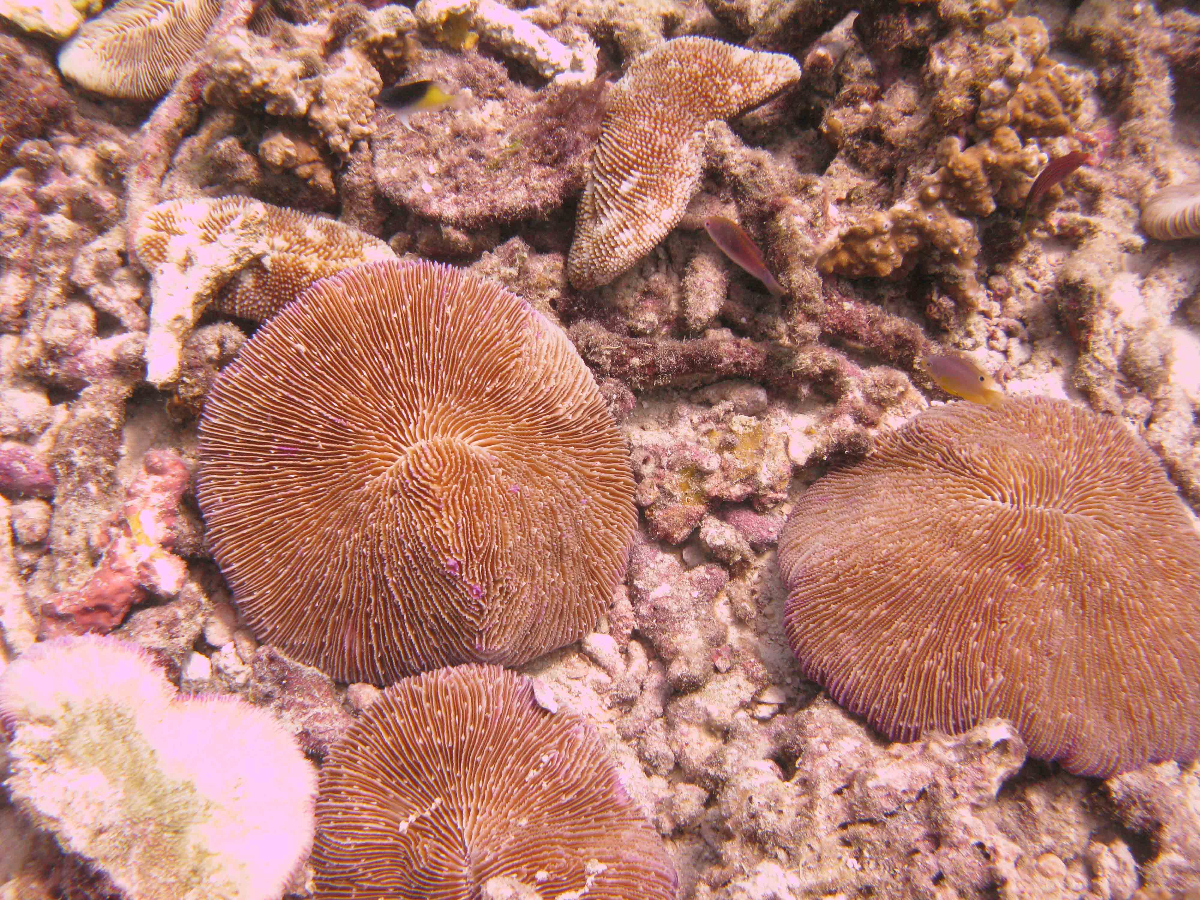 Razor Coral