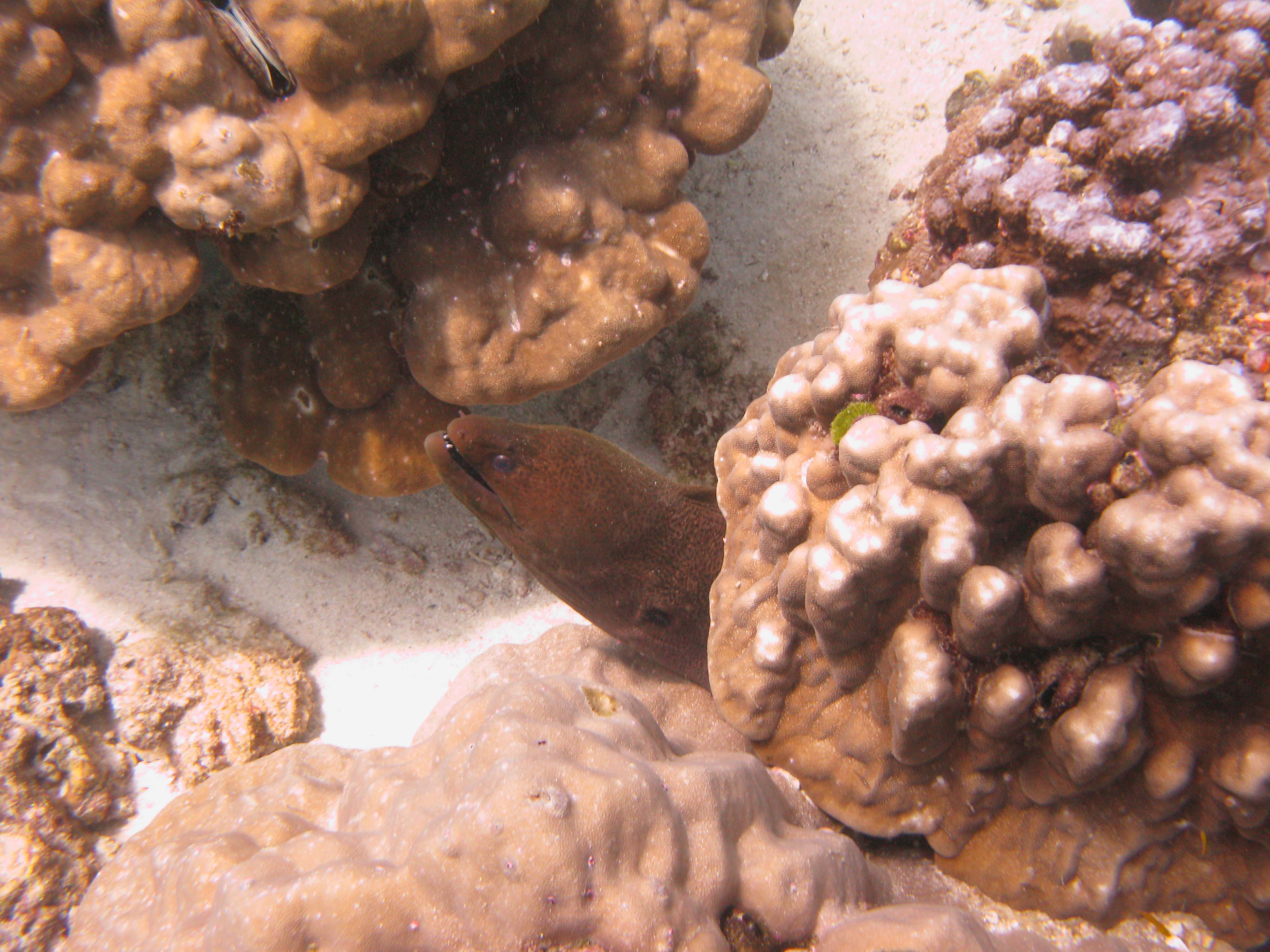 Moray eel