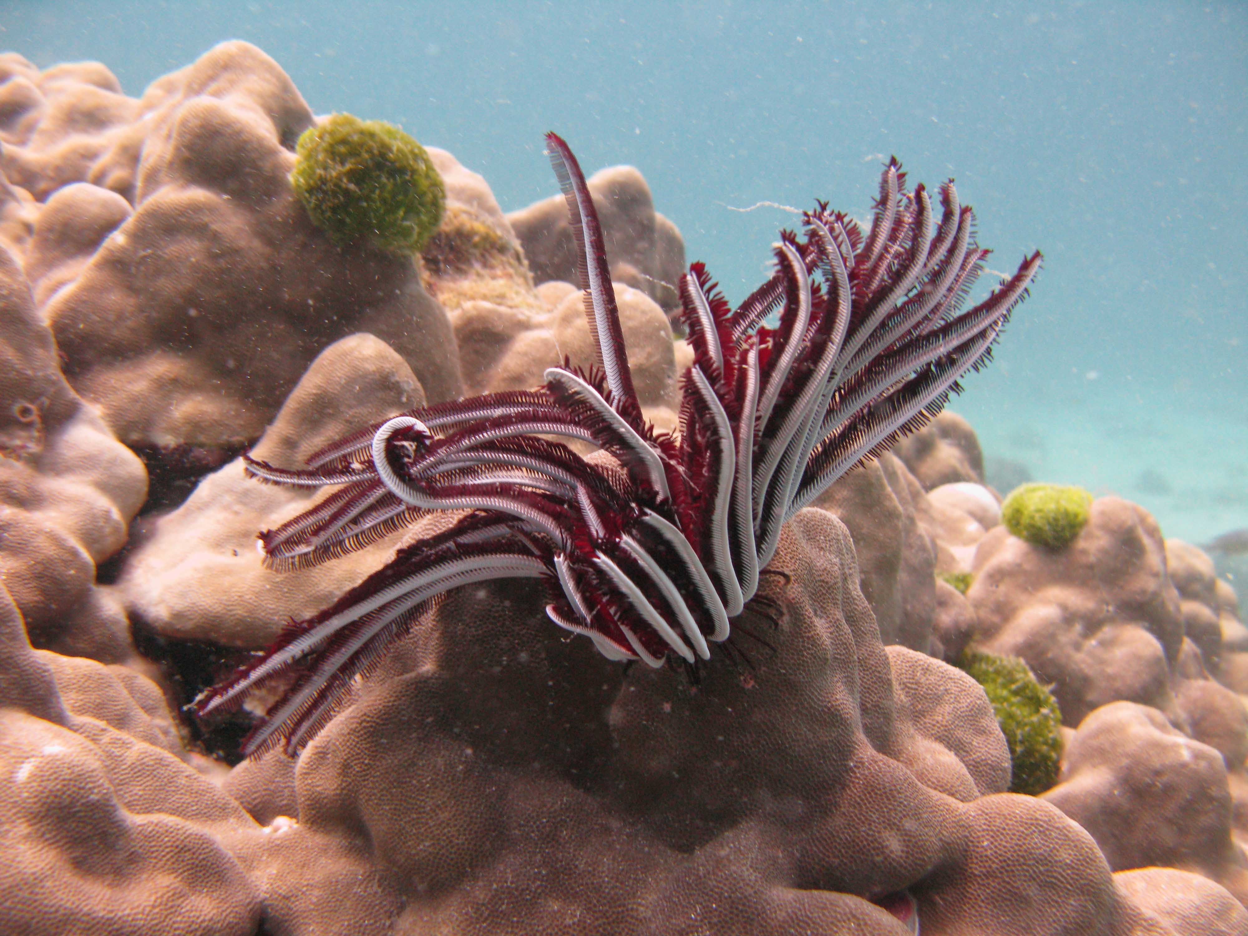 Feather star