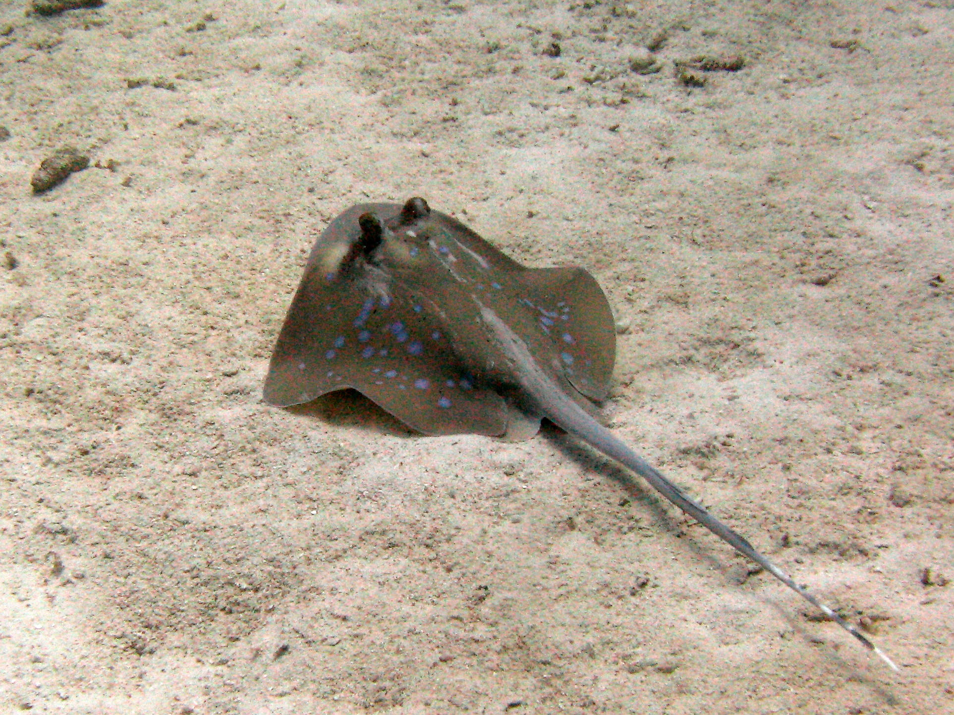 Blue-spotted Stingray