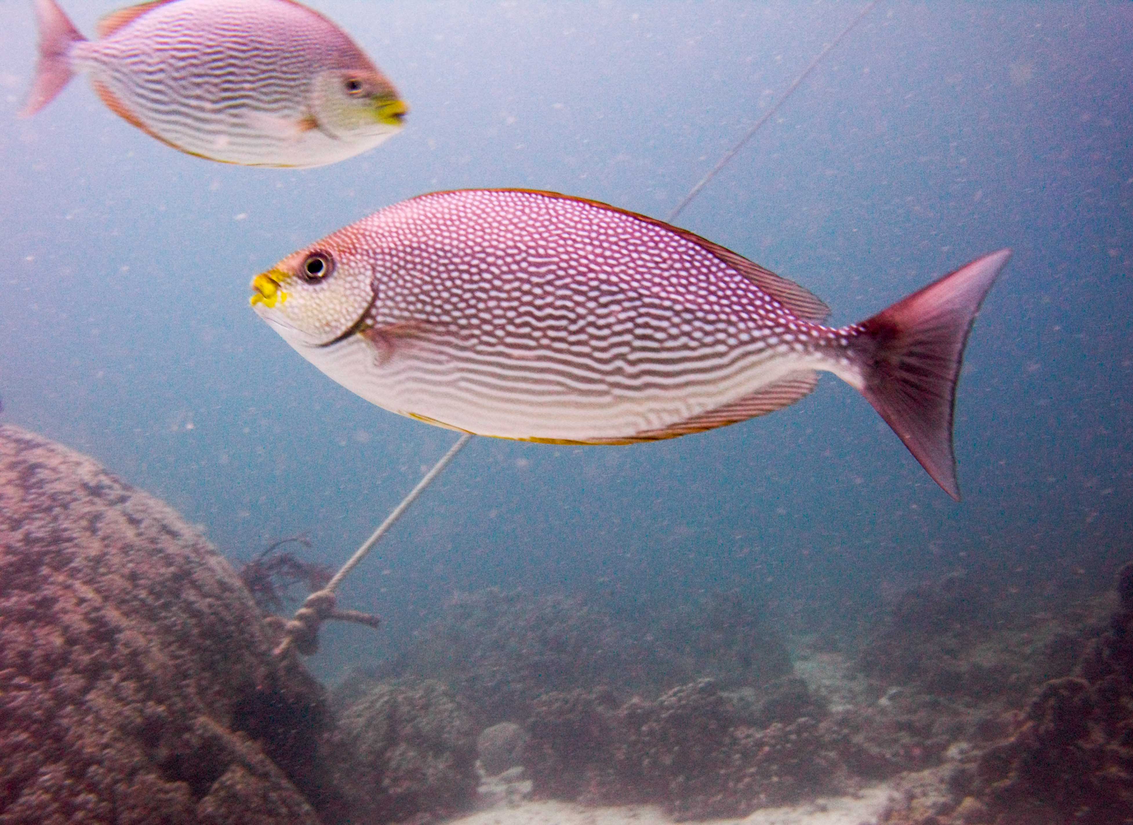 Streaked Spinefoot (Siganus javus), also known as the Java Rabbitfish