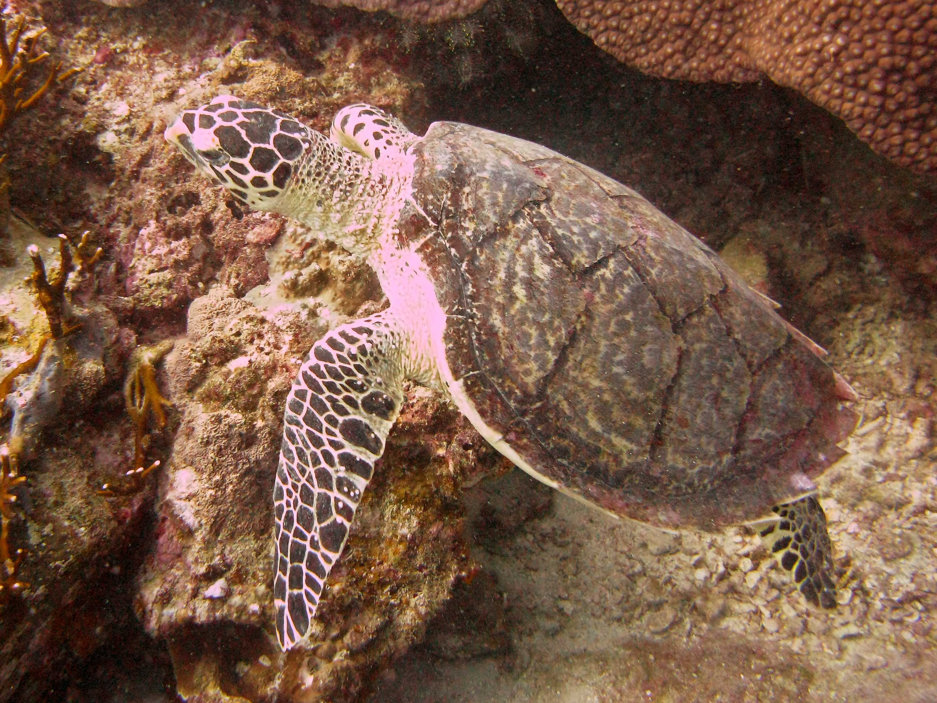 Hawksbill Turtle