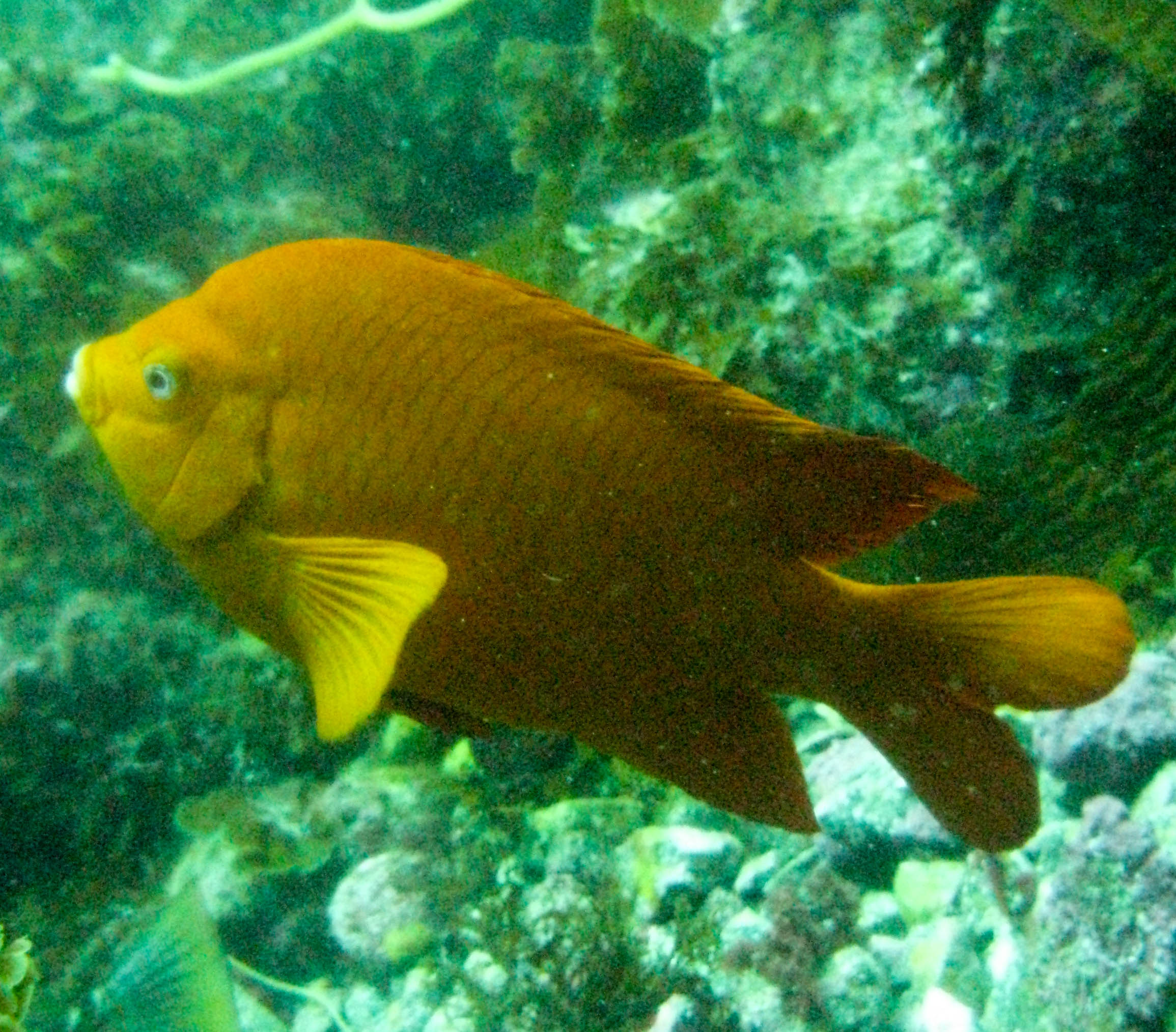 Garibaldi damselfish