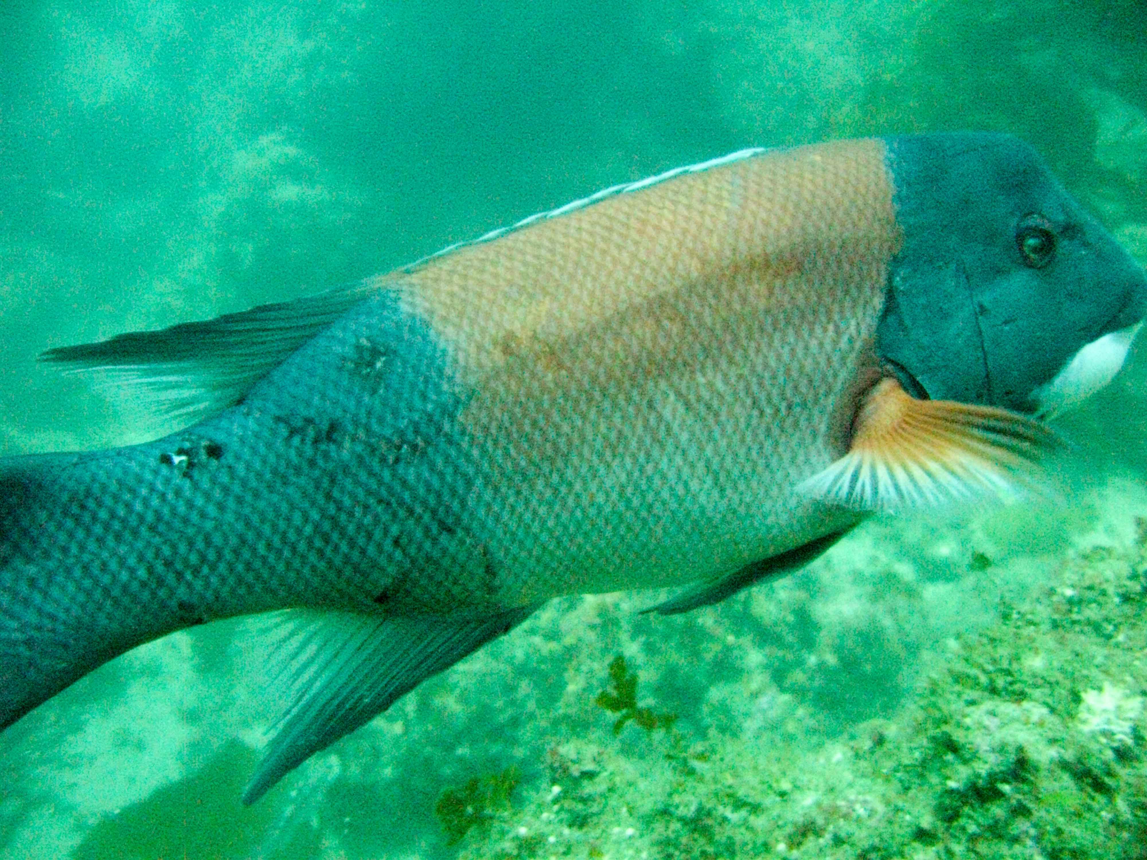 California sheephead