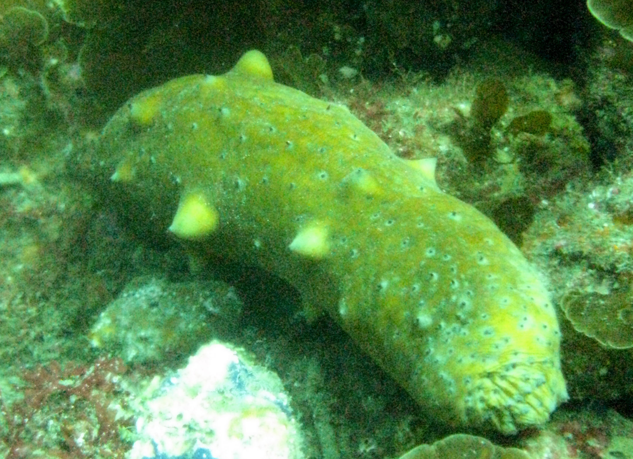 Sea cucumber