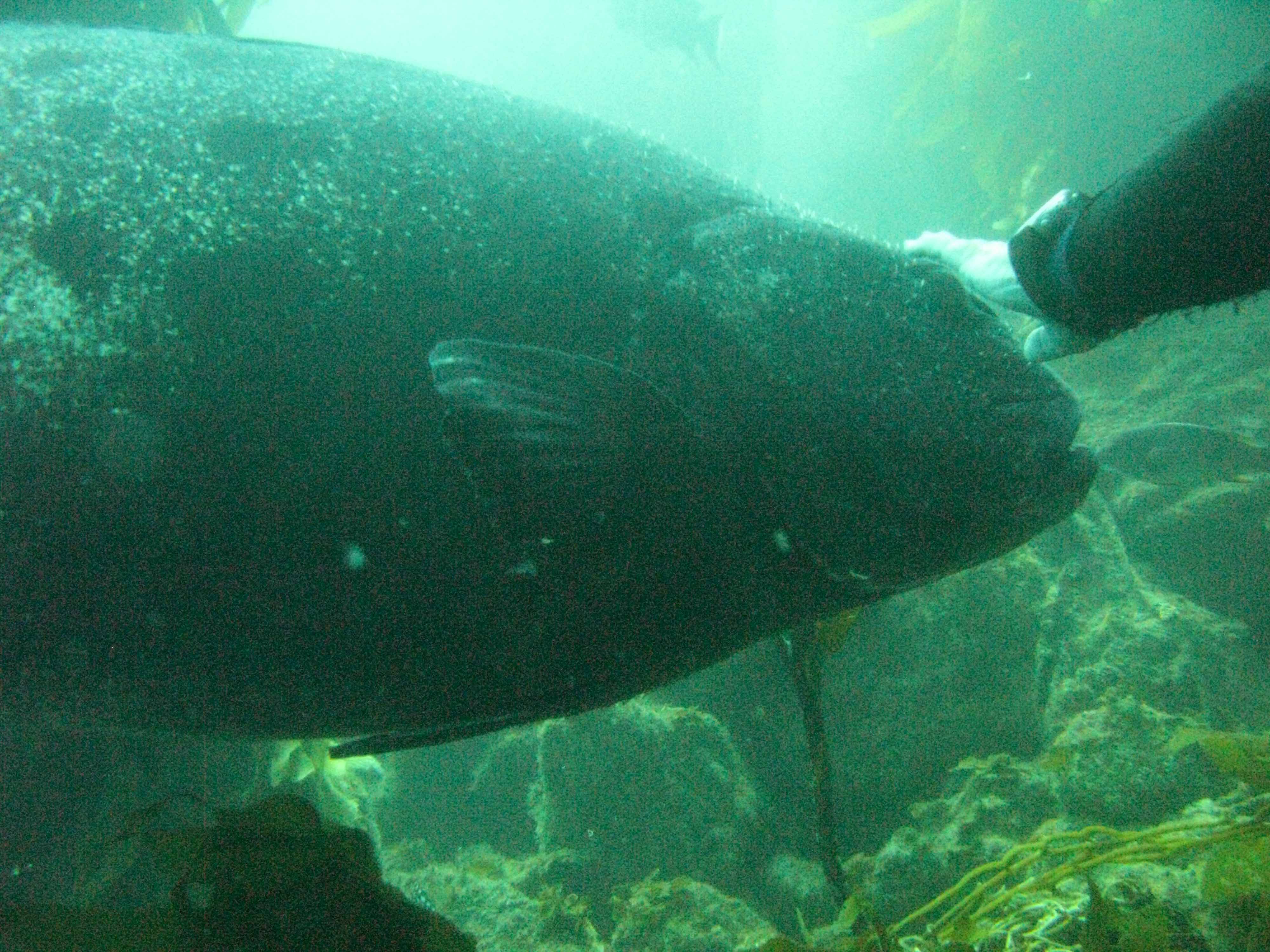 Giant black sea bass