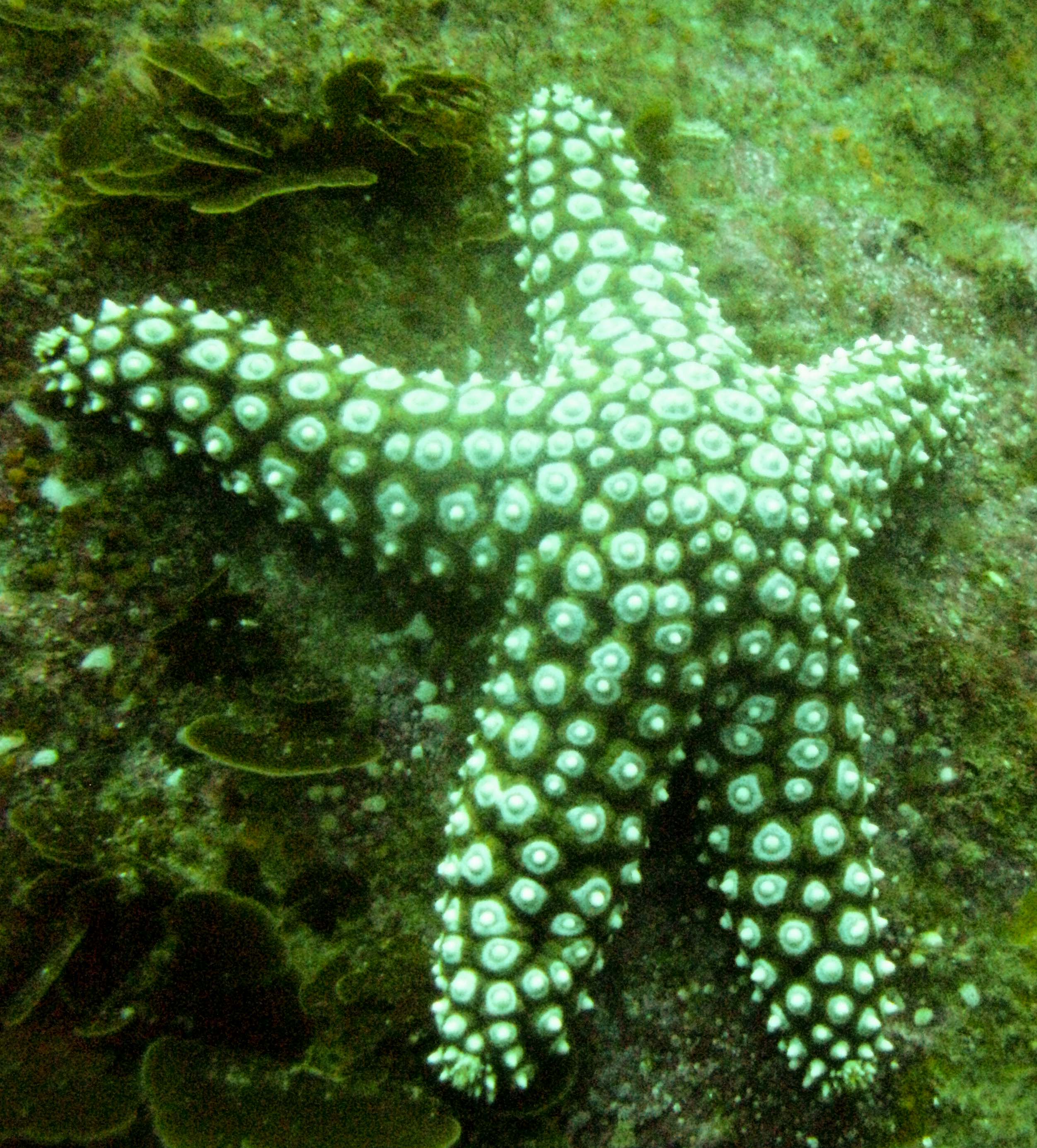 Giant sea star