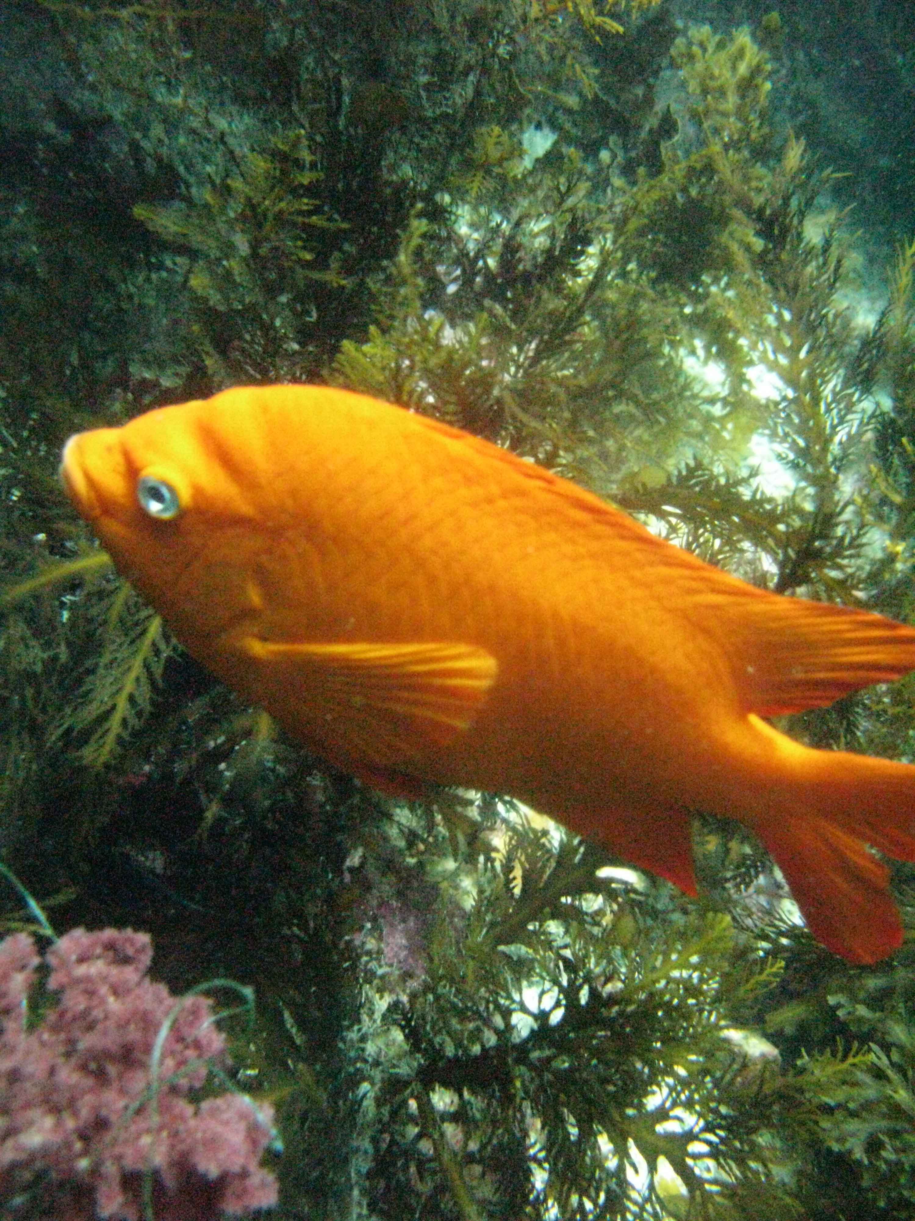 Garibaldi damselfish