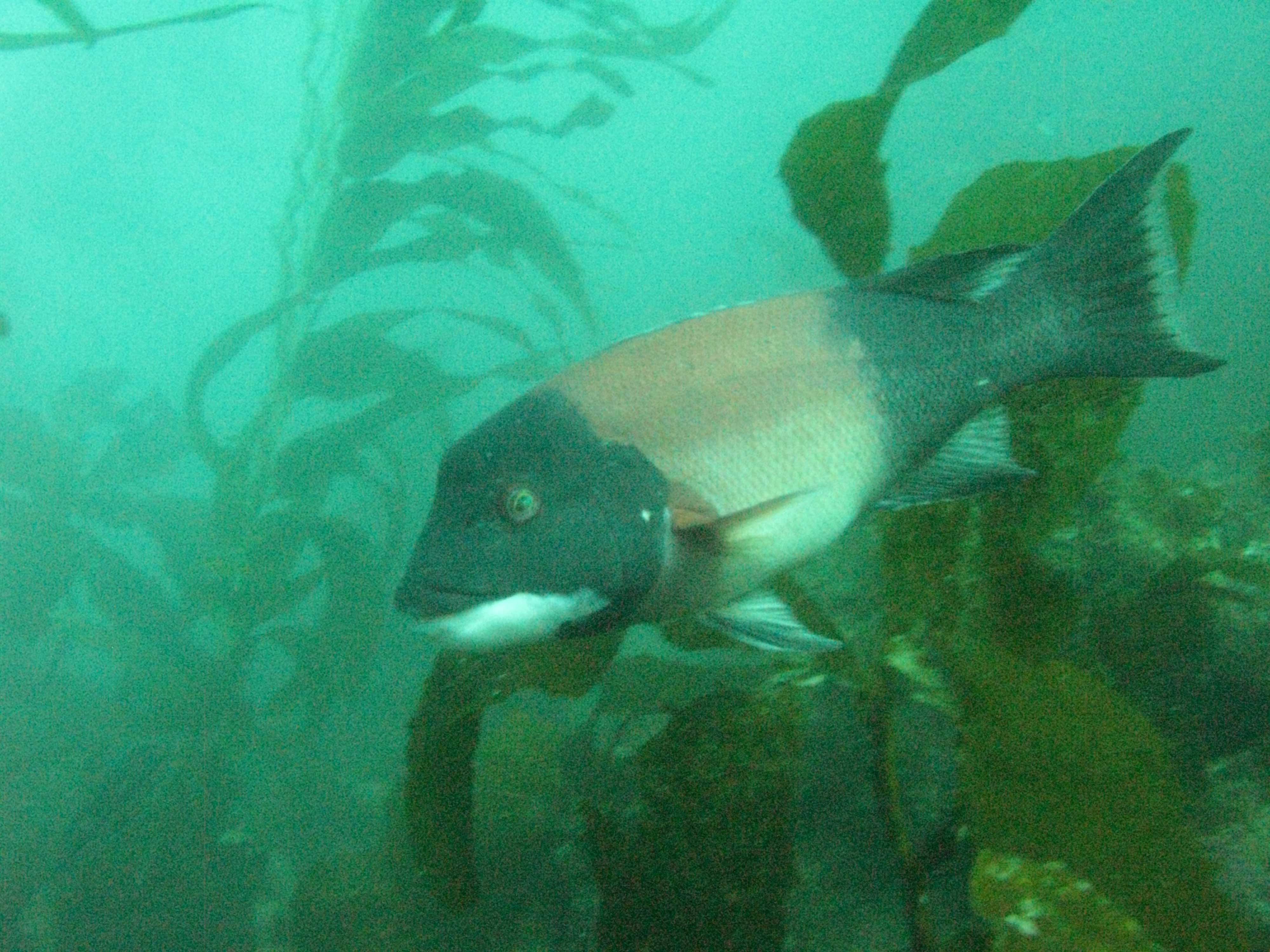 California sheephead