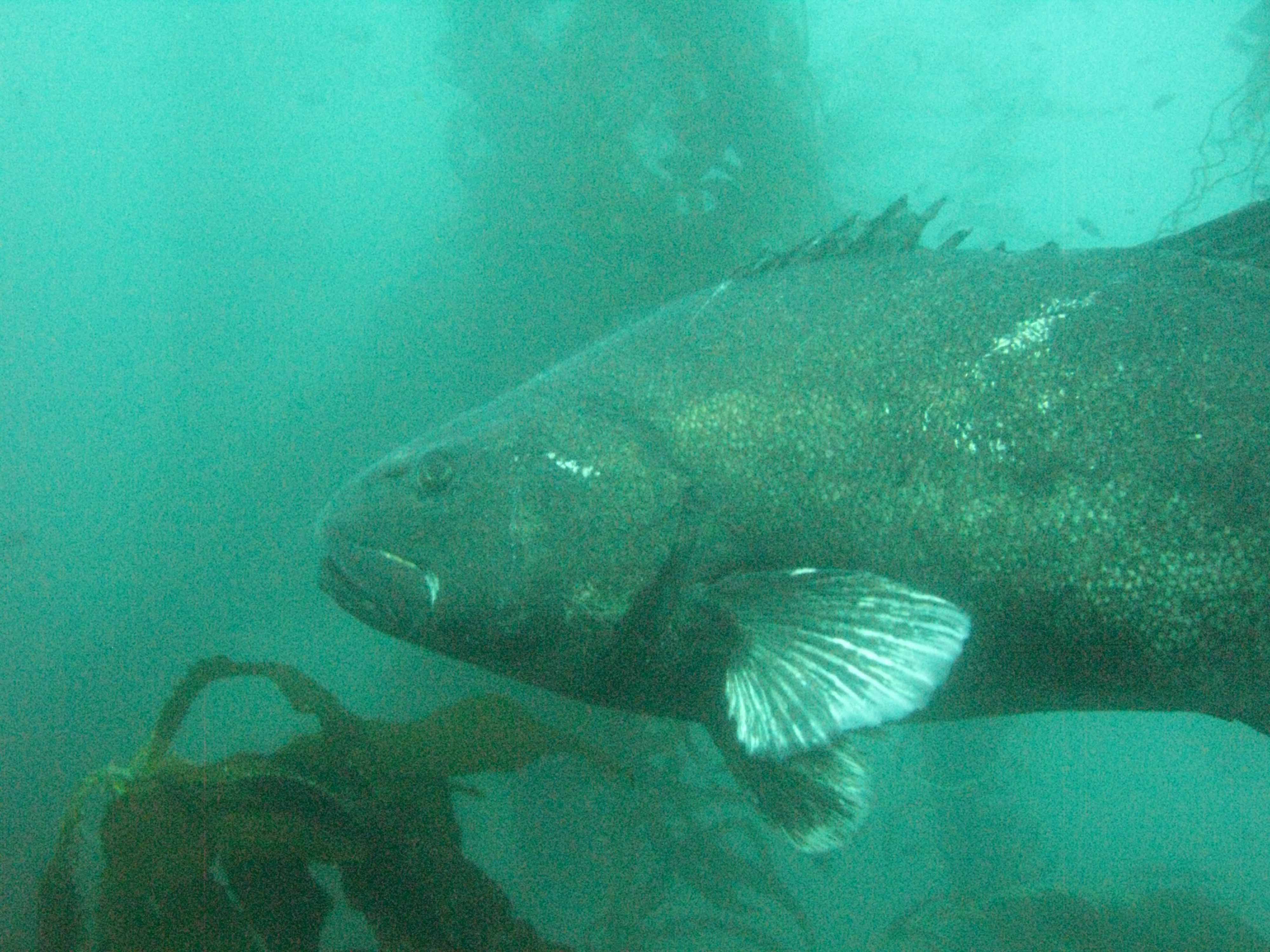 Giant black sea bass