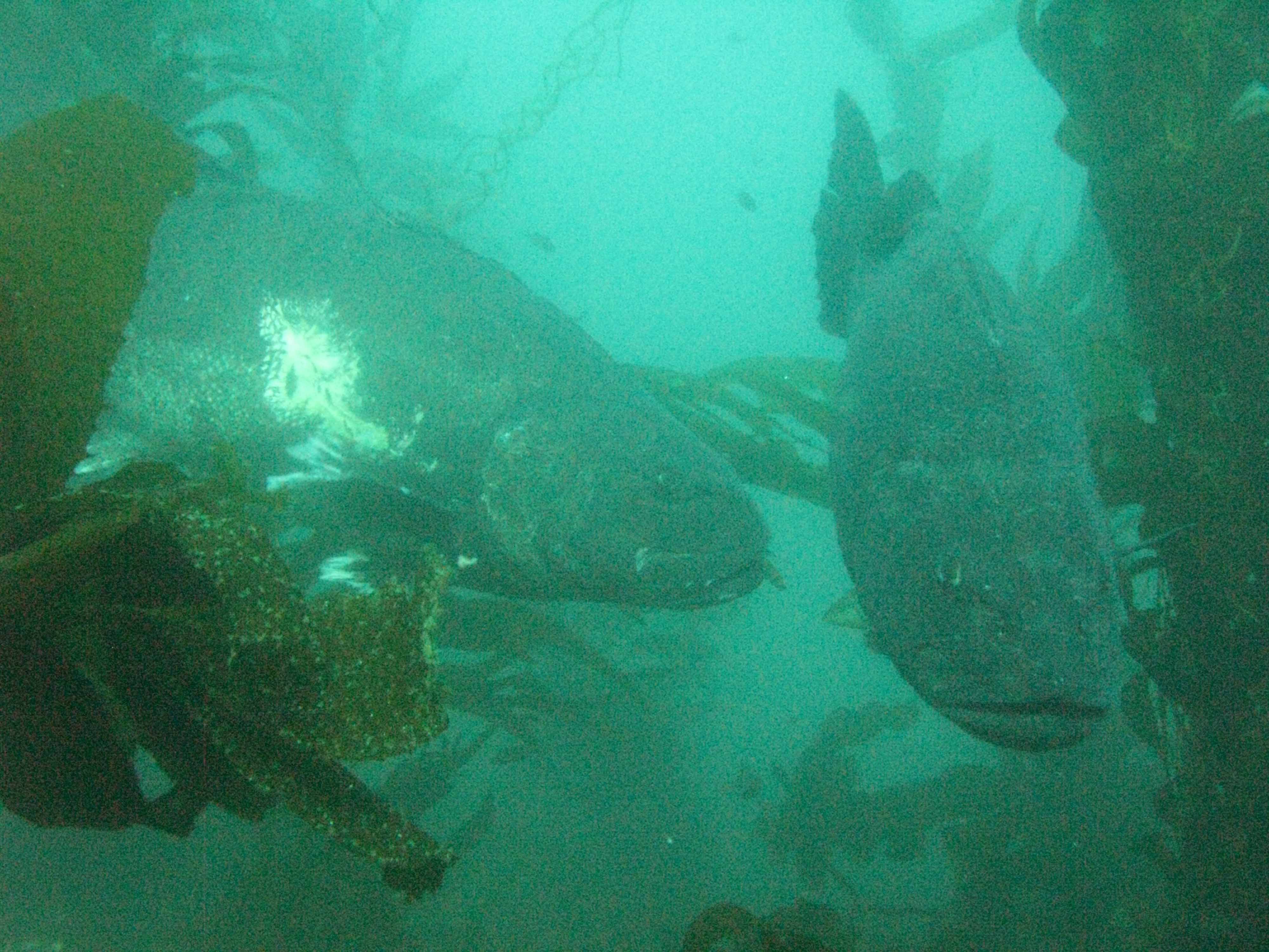 Giant black sea bass