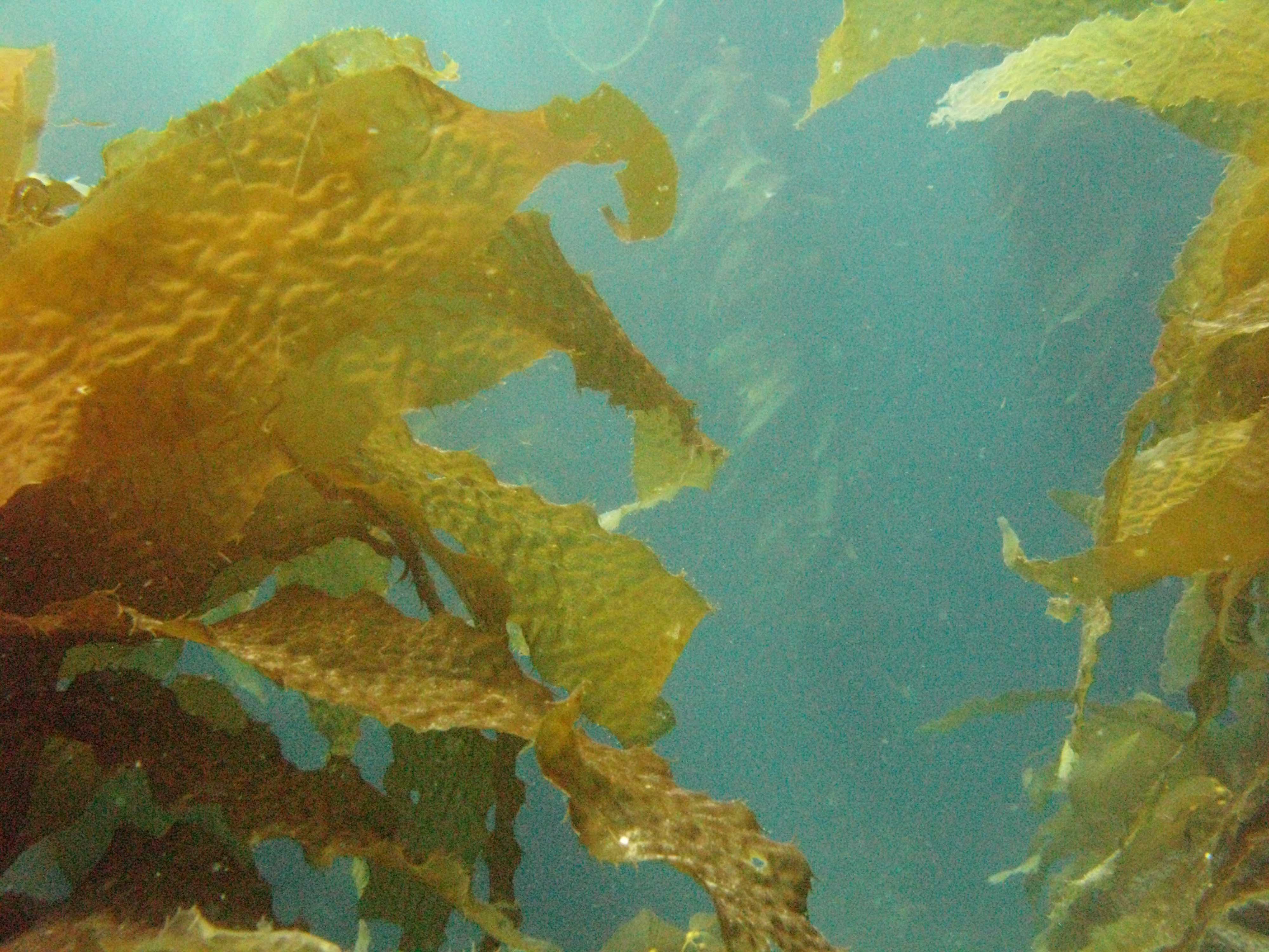 Kelp forest