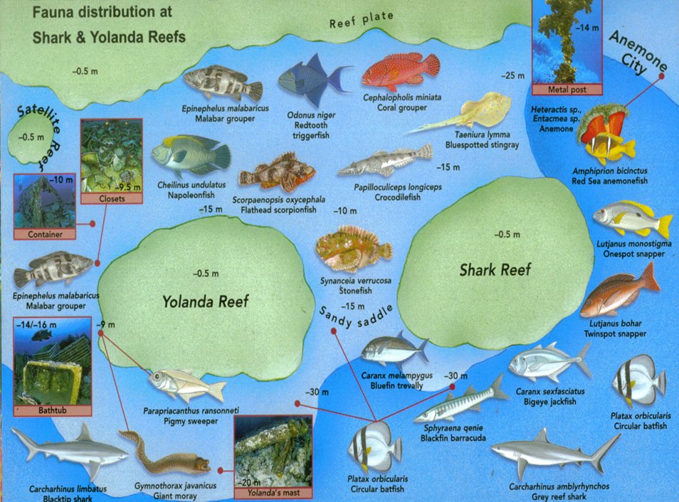 Shark Reef & Yolanda Reef flora & fauna Shark Reef & Yolanda Reef flora & fauna