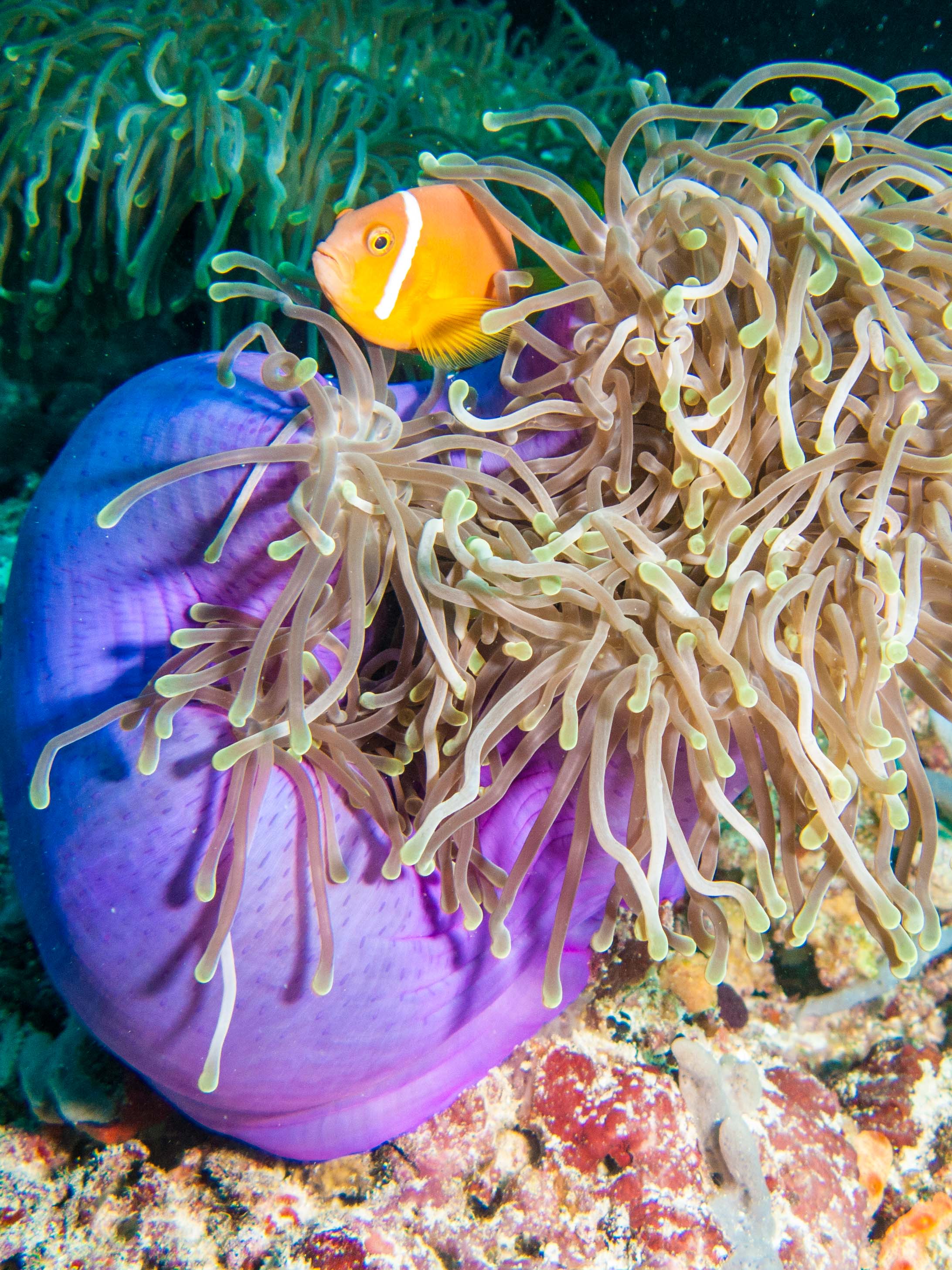 Nemo
