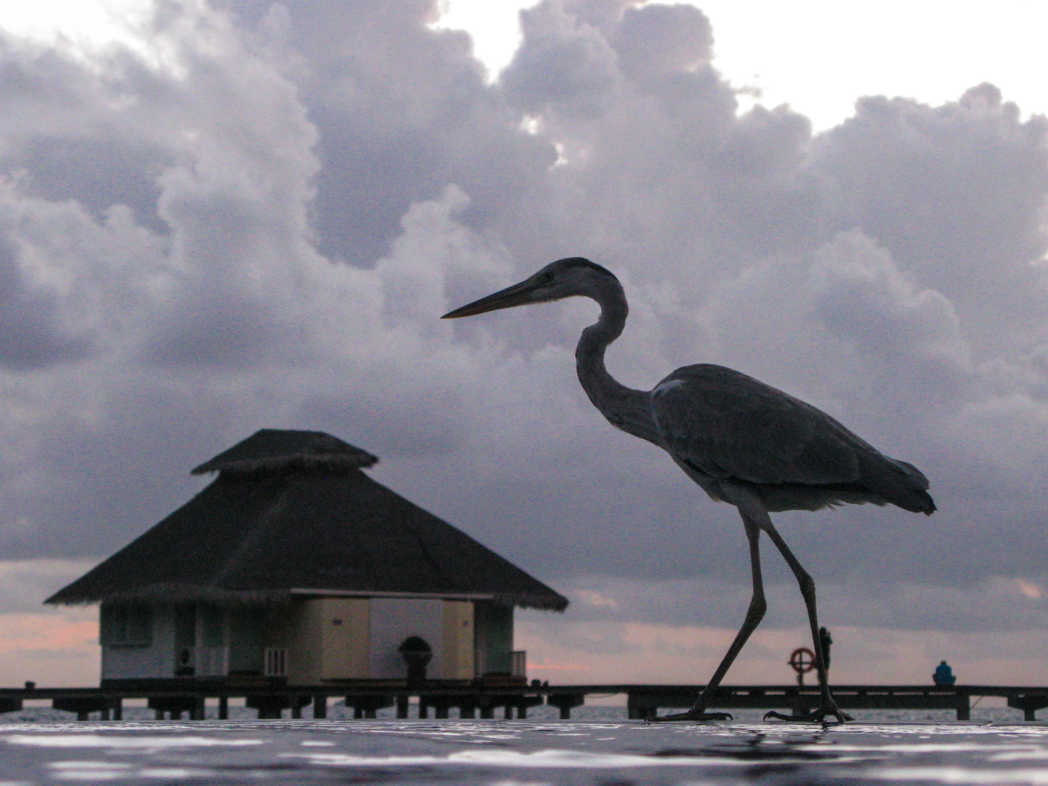 Heron on edge of infinity pool, & our water bungalow