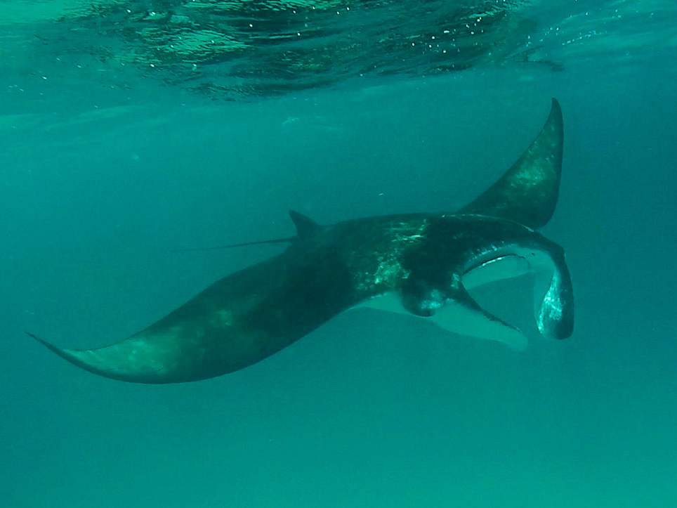 Manta ray