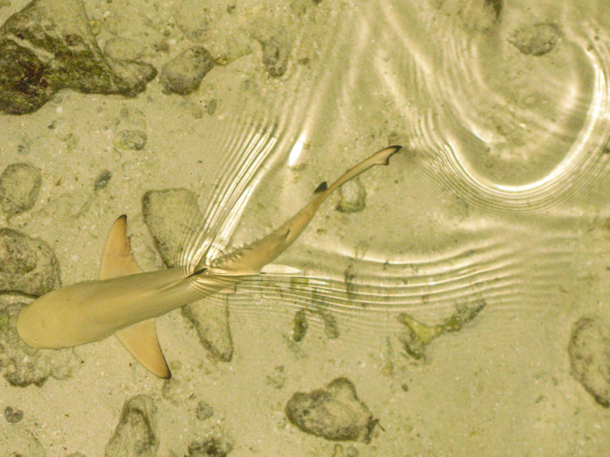 Baby shark in the lagoon