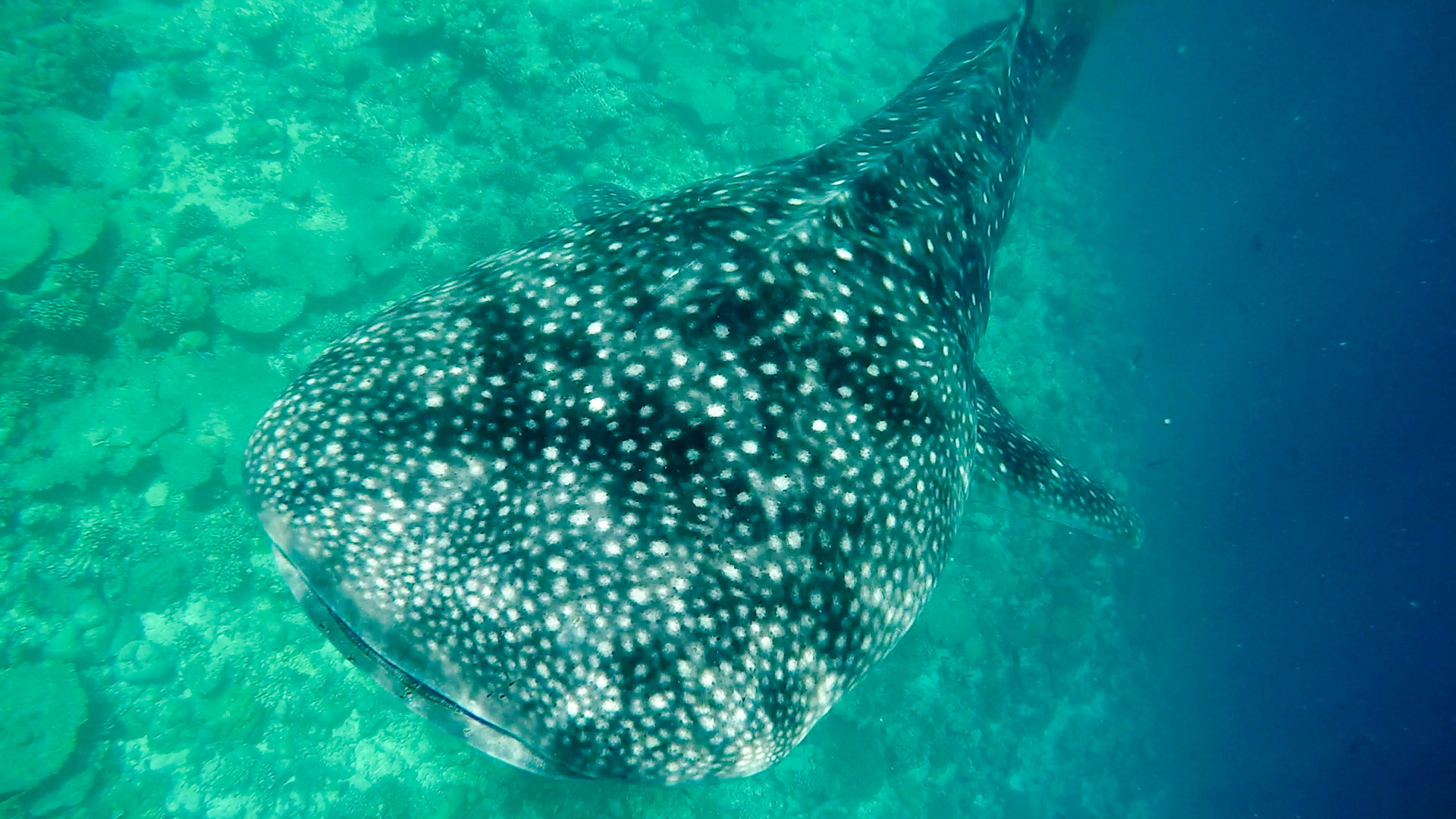 Whale shark
