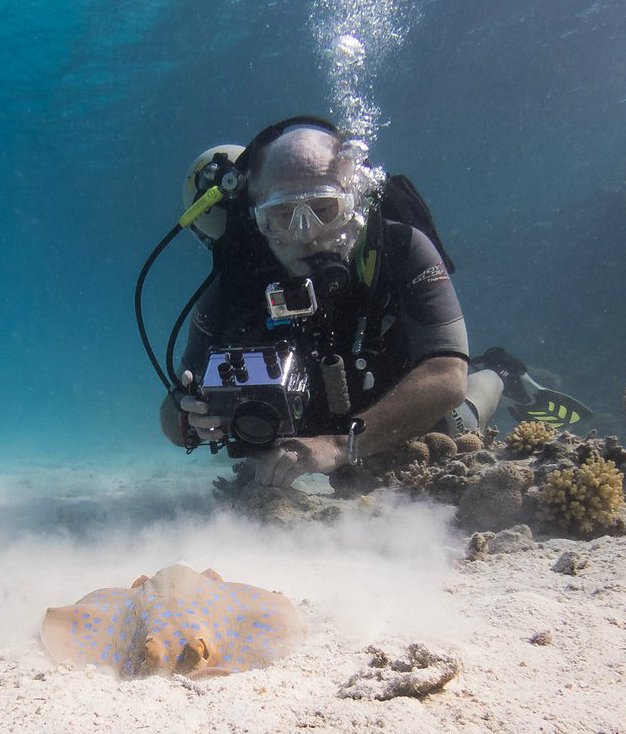 Paul & blue spotted Ray, Red Sea 2014 Paul & blue spotted Ray, Red Sea 2014